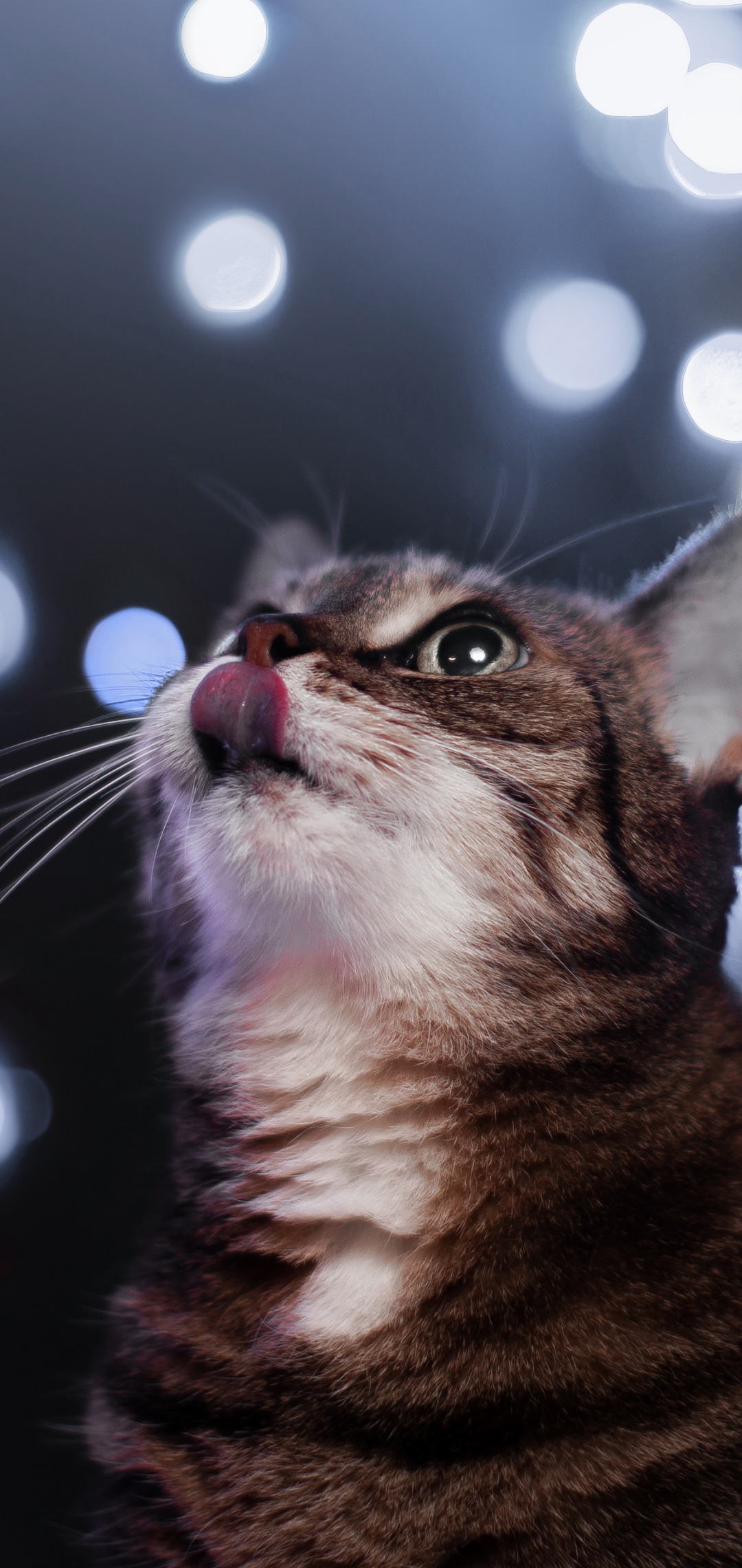 Download mobile wallpaper Cats, Cat, Animal, Bokeh for free.