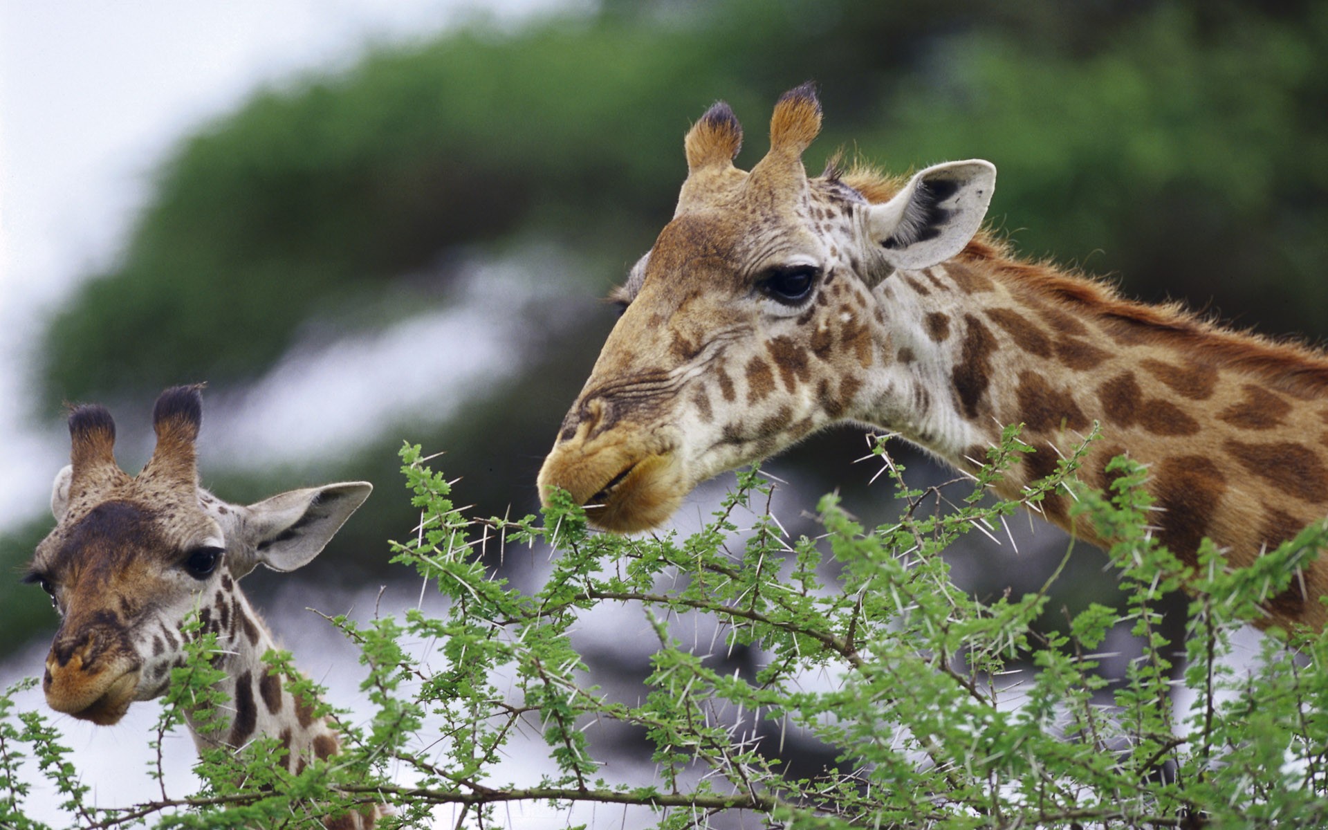 Handy-Wallpaper Tiere, Giraffe kostenlos herunterladen.