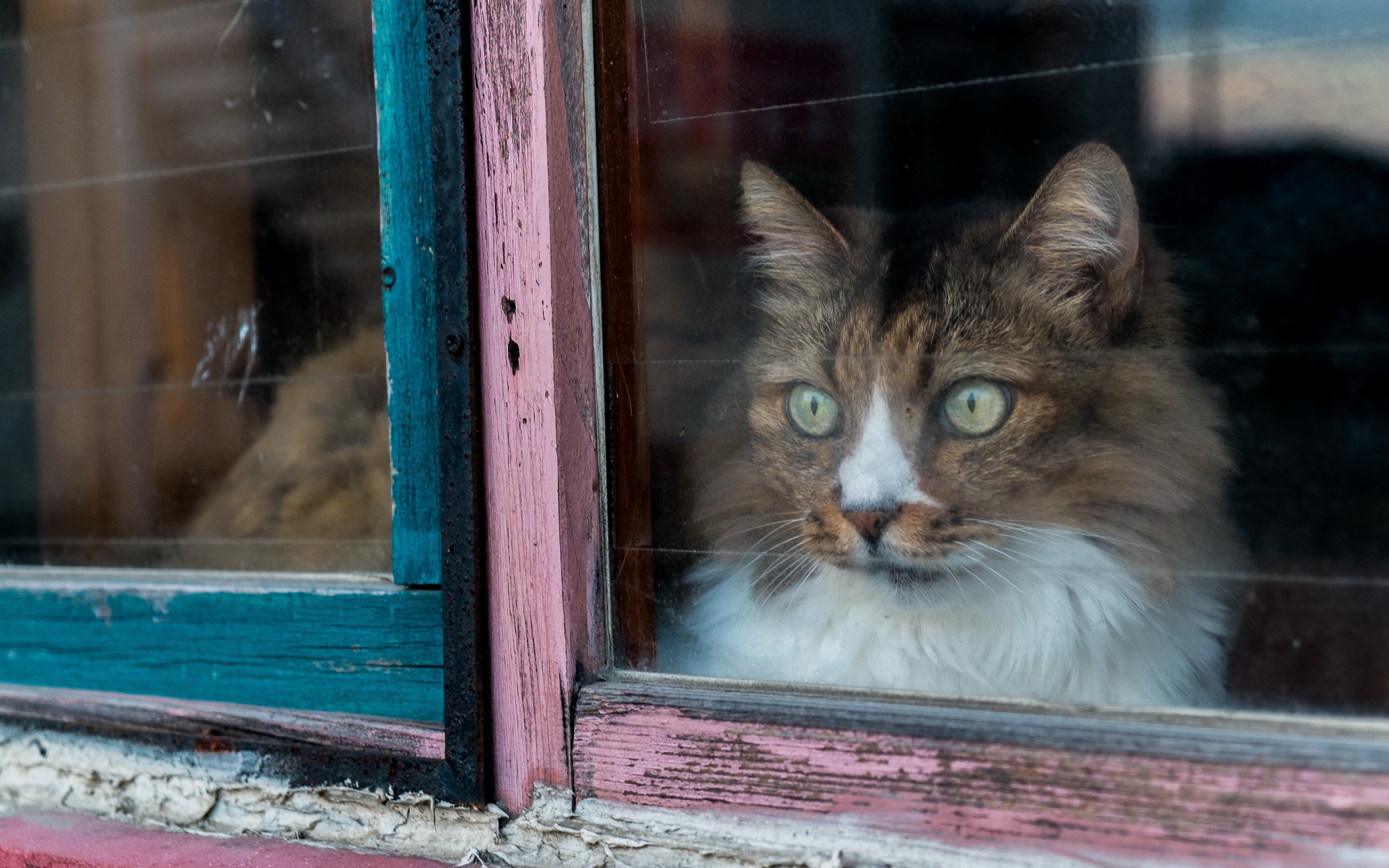 Handy-Wallpaper Tiere, Katzen, Katze kostenlos herunterladen.