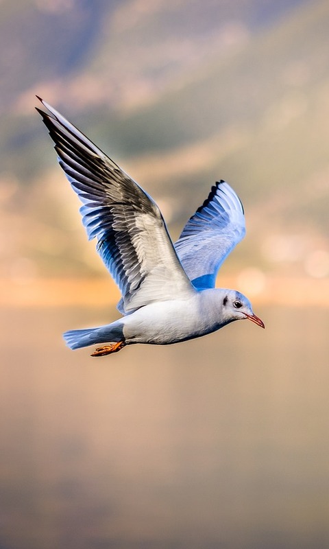 Download mobile wallpaper Birds, Bird, Animal, Seagull, Flying, Depth Of Field for free.