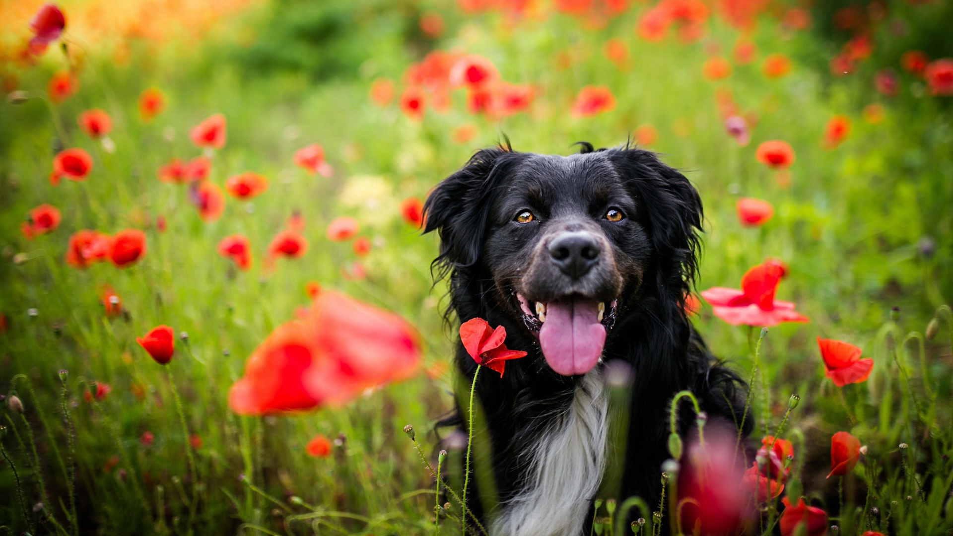 Download mobile wallpaper Dogs, Dog, Animal, Poppy, Red Flower for free.