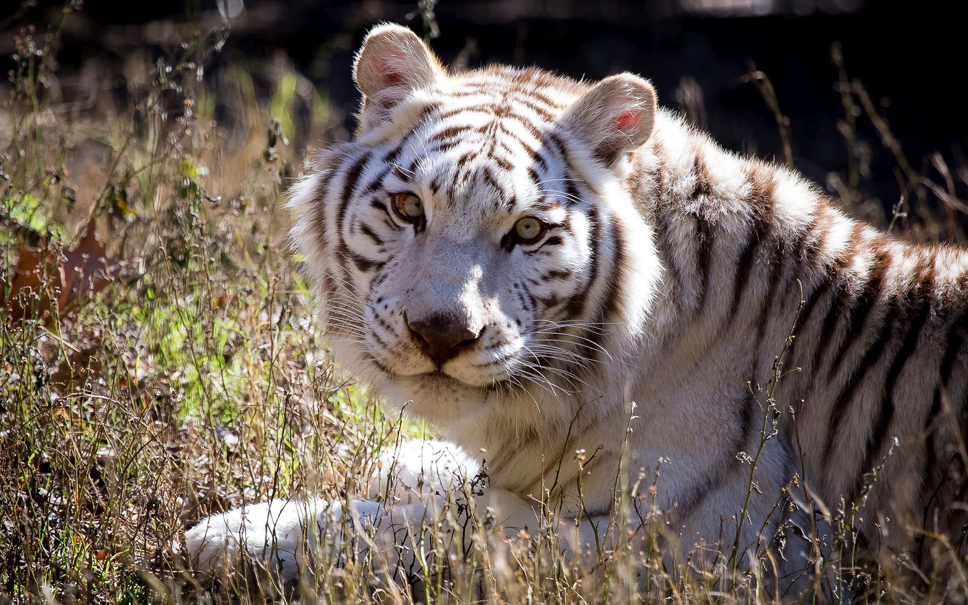 Baixe gratuitamente a imagem Animais, Gatos, Tigre, Tigre Branco, Enfrentar na área de trabalho do seu PC