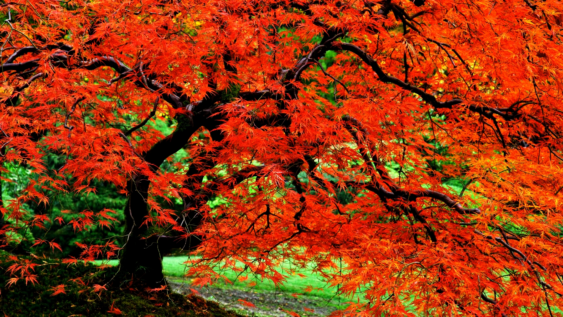 Скачать картинку Природа, Деревья, Осень, Красный, Дерево, Крупный План, Листва, Сад, Японский, Земля/природа в телефон бесплатно.