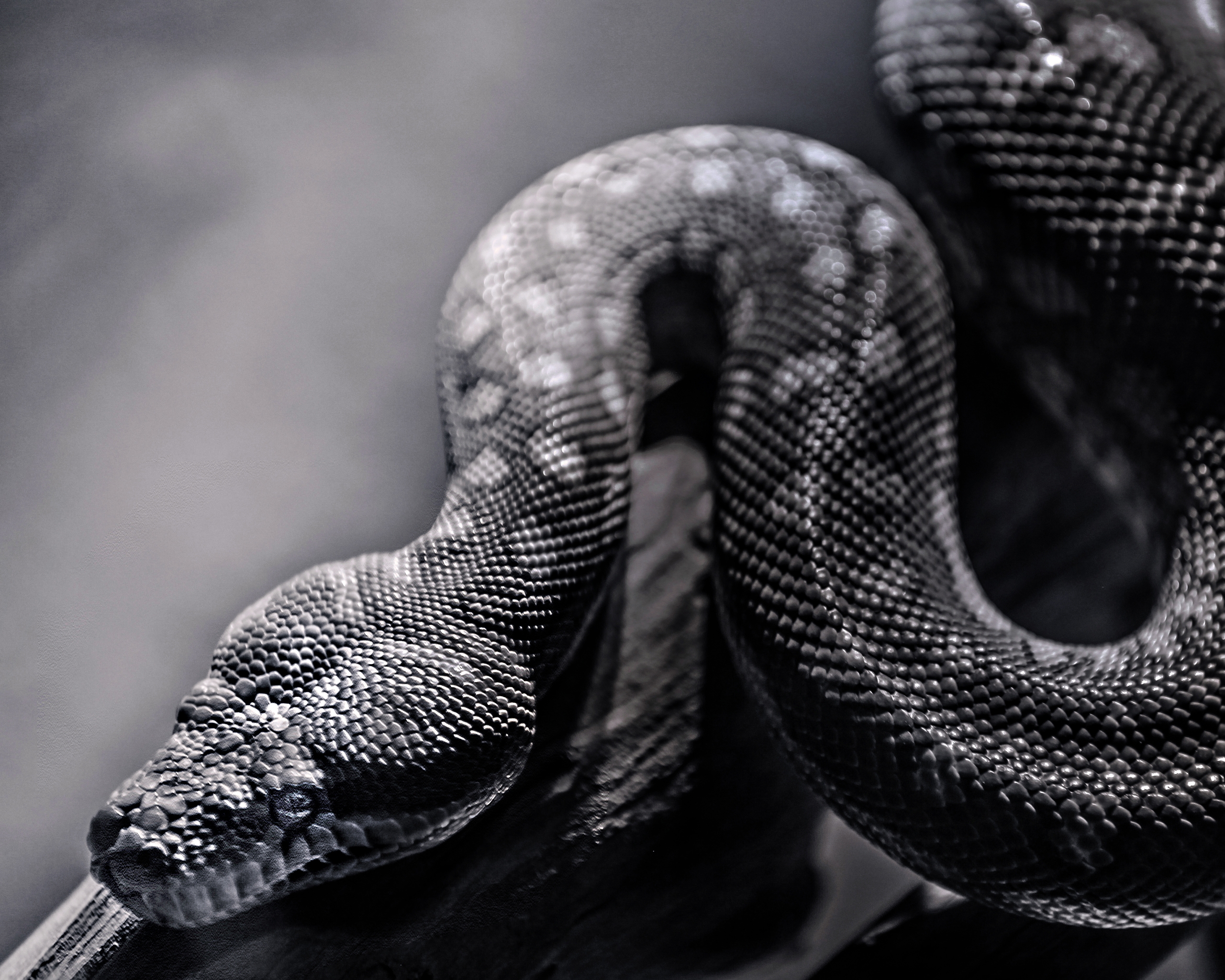 snake, animals, spotted, spotty, reptile, crawl HD wallpaper
