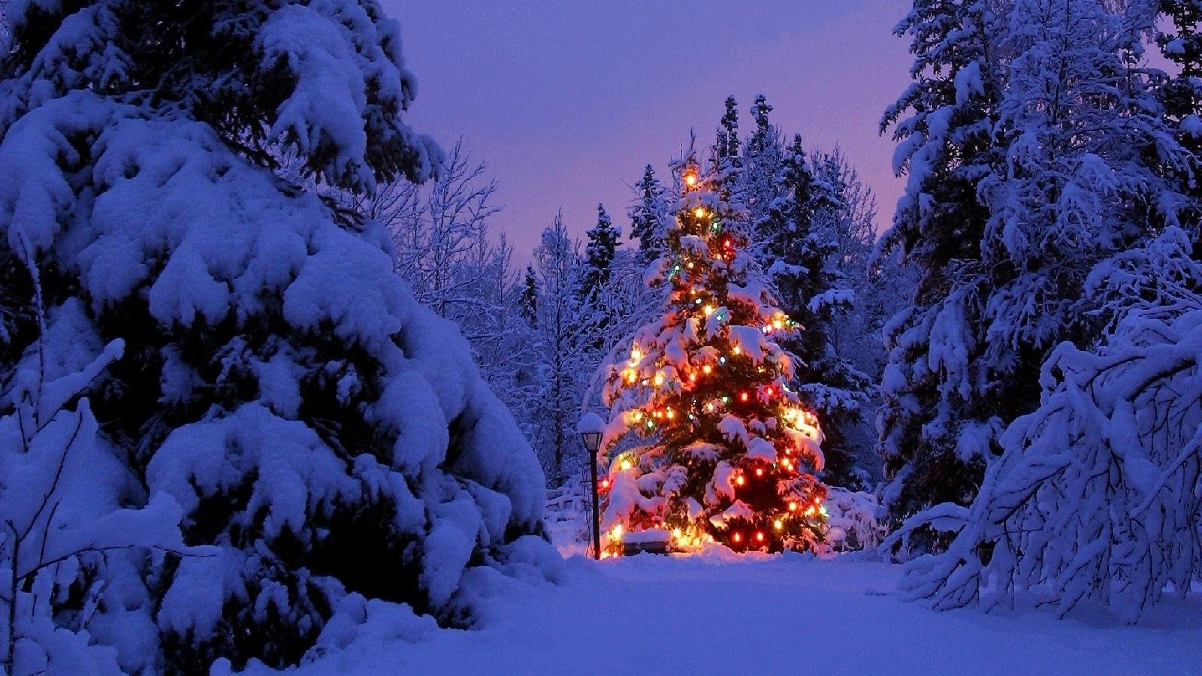 christmas lights, christmas tree, christmas, holiday, evening