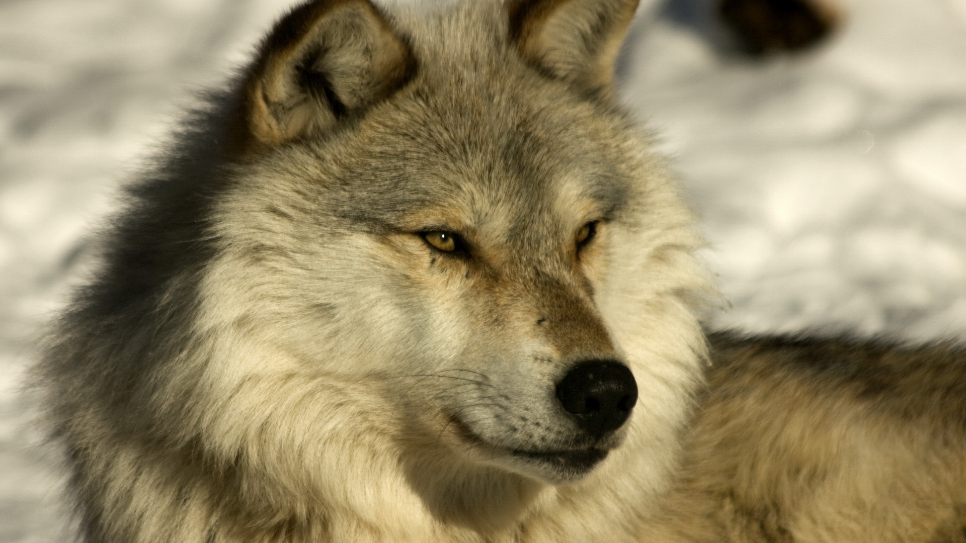 Free download wallpaper Wolf, Animal on your PC desktop