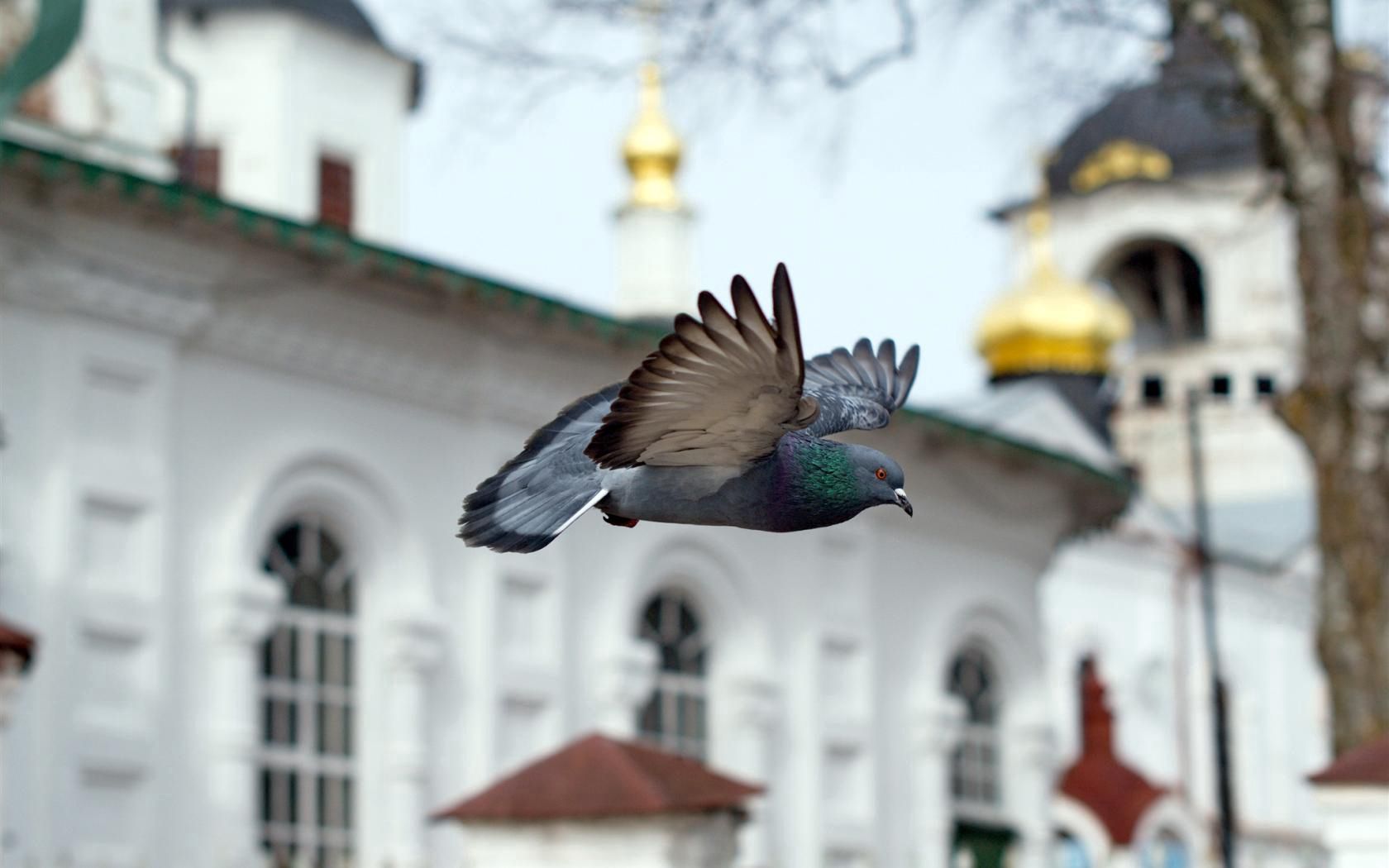 dove, animals, bird, flight, temple, church, chapel 8K