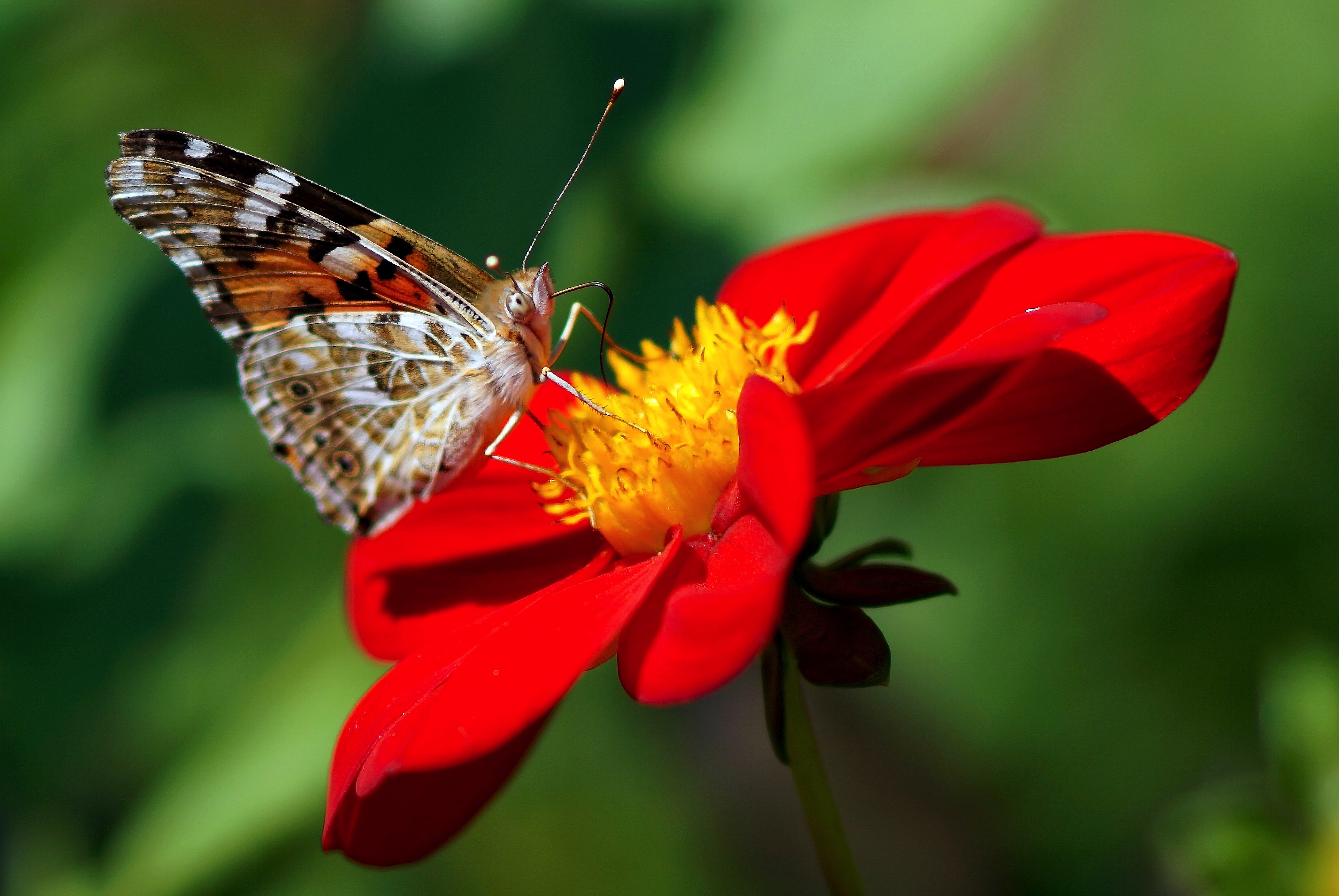 Descarga gratis la imagen Animales, Flor, Insecto, Mariposa, Dalia, Flor Roja en el escritorio de tu PC