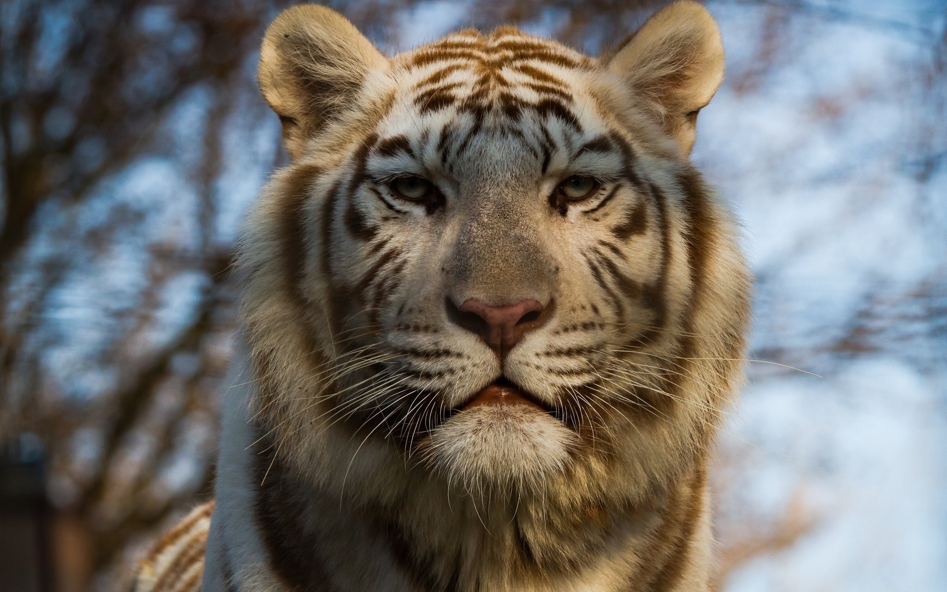 Download mobile wallpaper White Tiger, Cats, Animal for free.