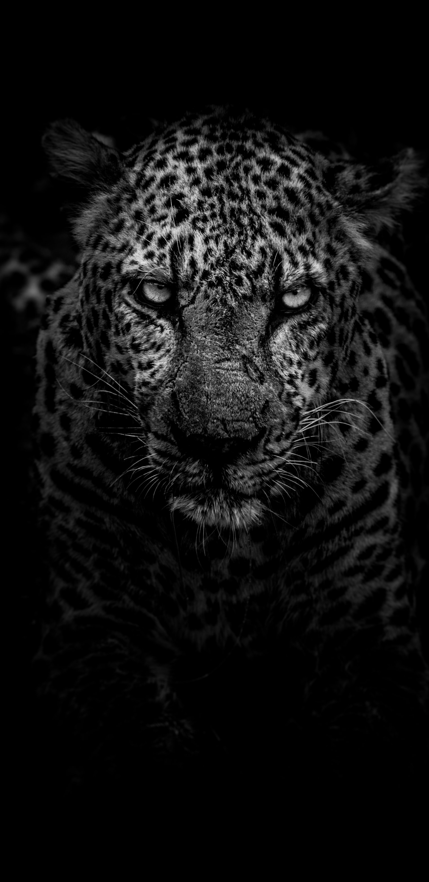 Download mobile wallpaper Cats, Leopard, Animal for free.