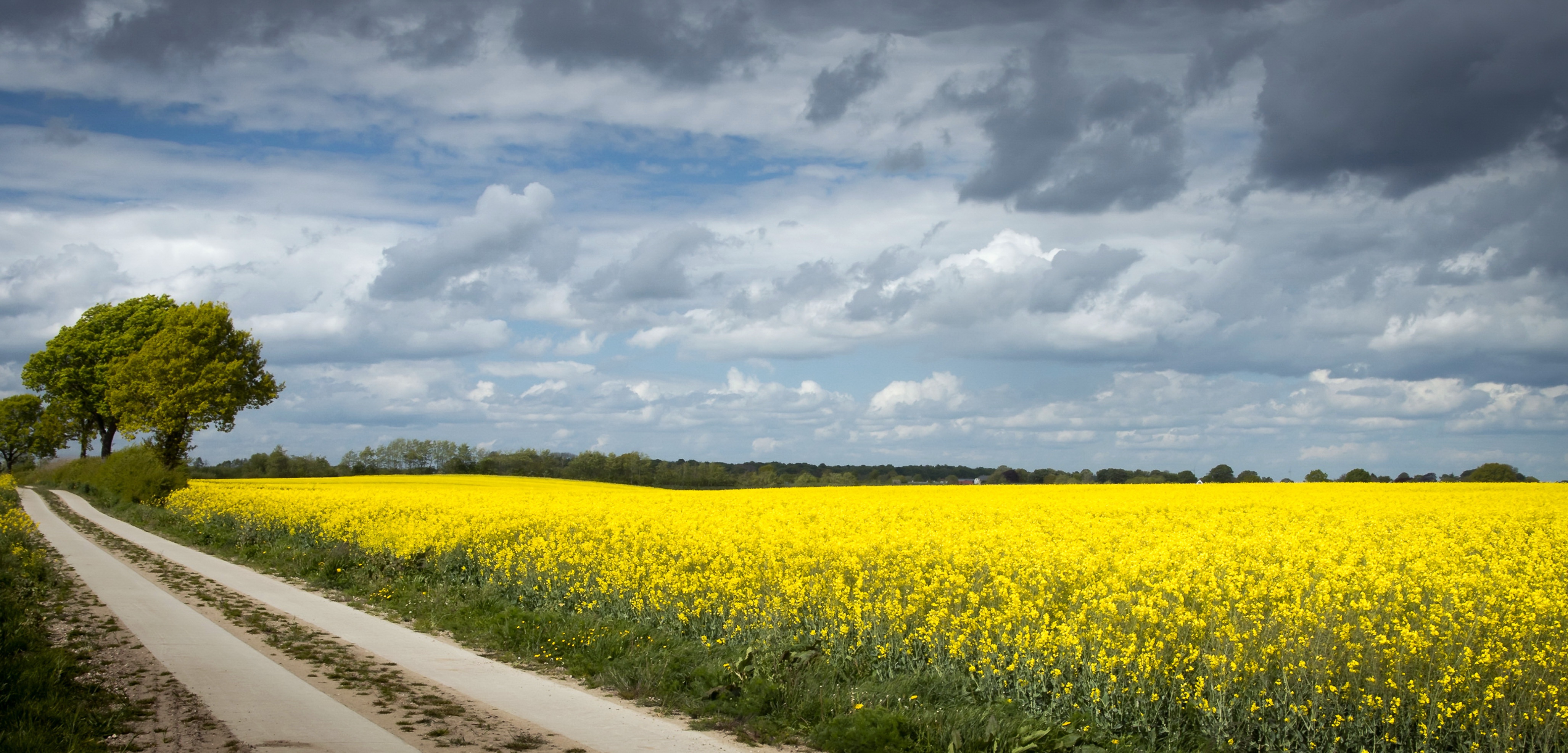 Download mobile wallpaper Road, Man Made, Rapeseed for free.