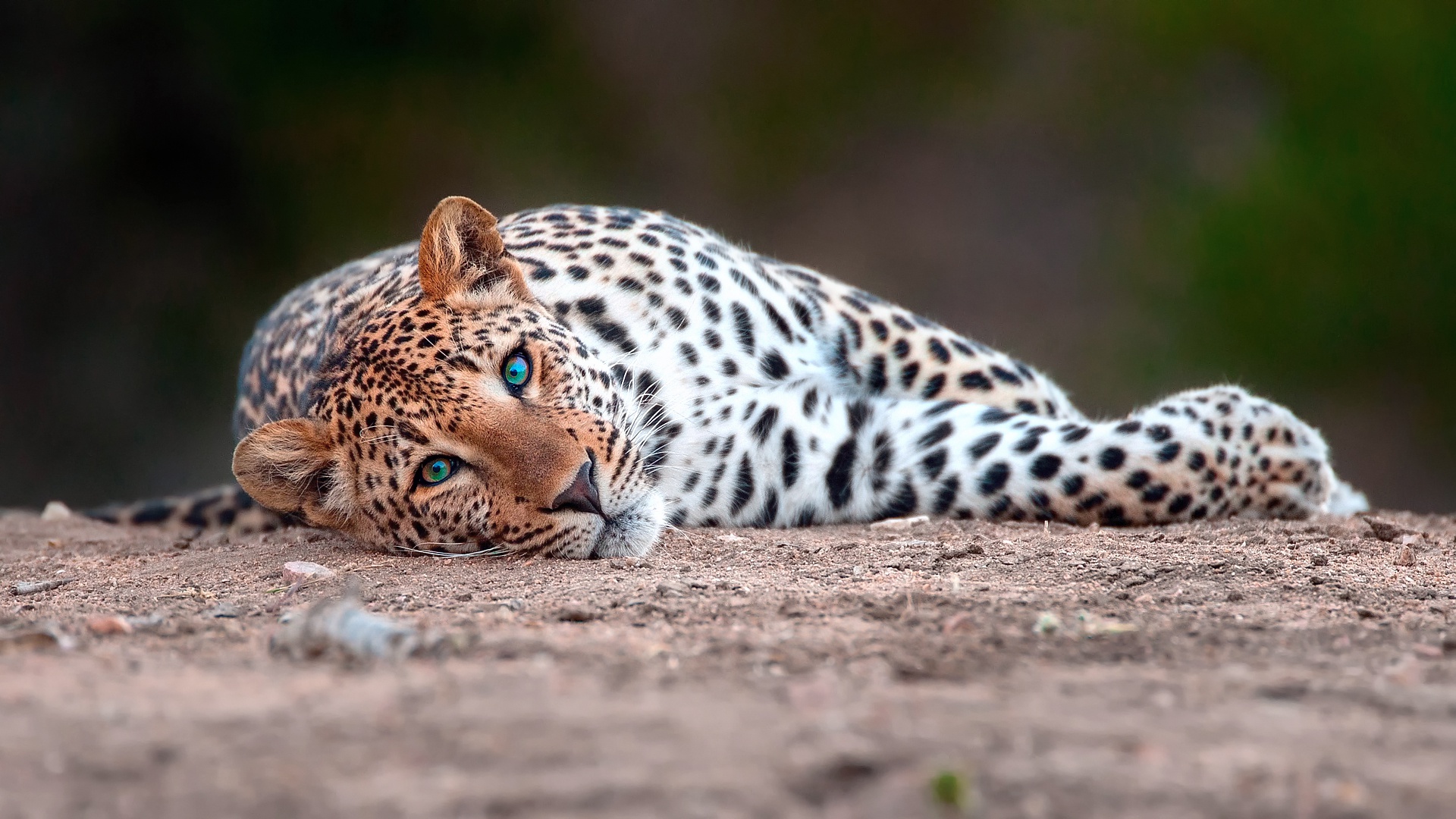 Завантажити шпалери безкоштовно Леопард, Тварина, Коти, Відпочиває картинка на робочий стіл ПК