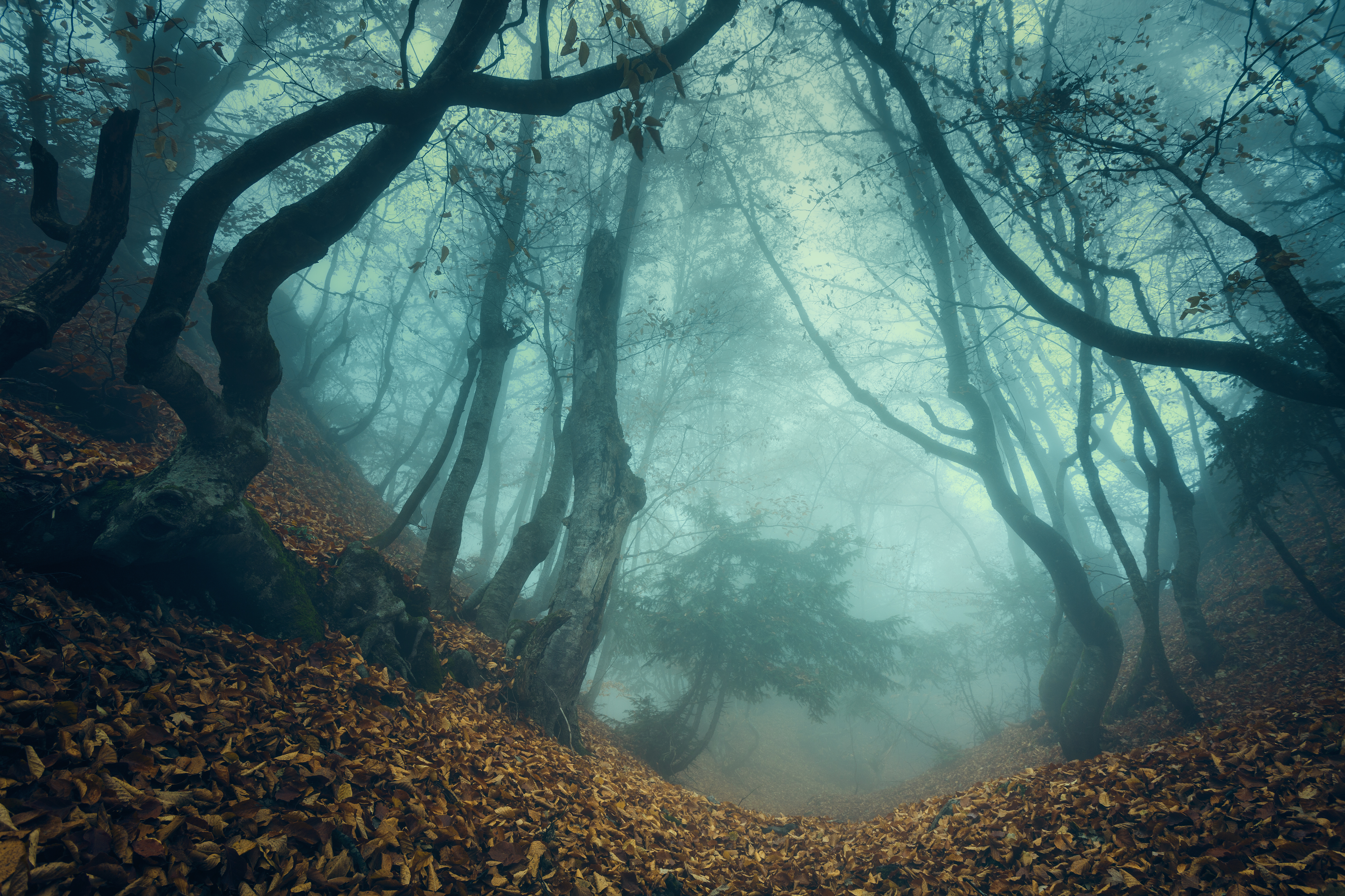 Free download wallpaper Nature, Forest, Fog, Fall, Earth on your PC desktop