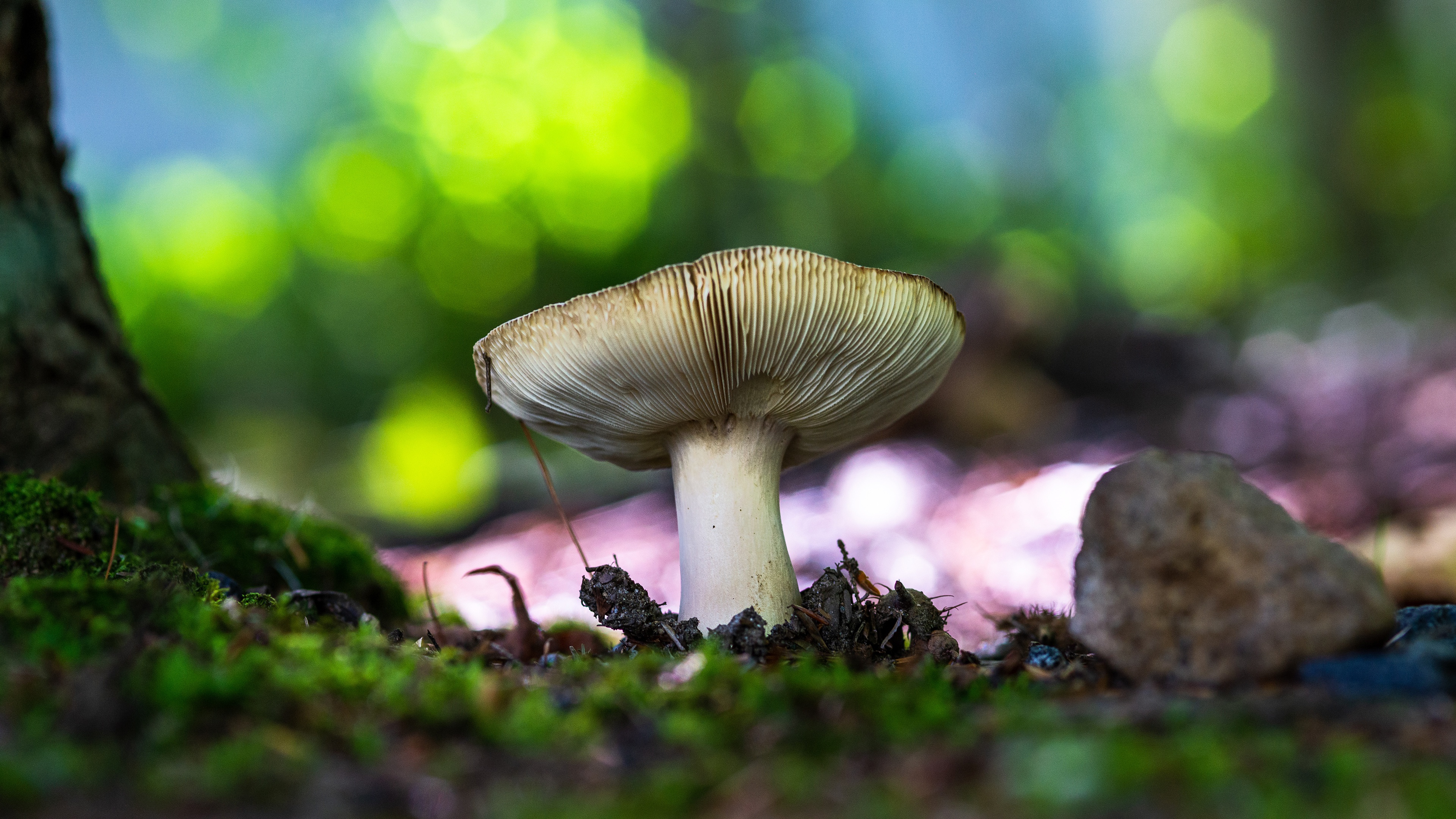 Handy-Wallpaper Natur, Makro, Pilz, Bokeh, Erde/natur kostenlos herunterladen.