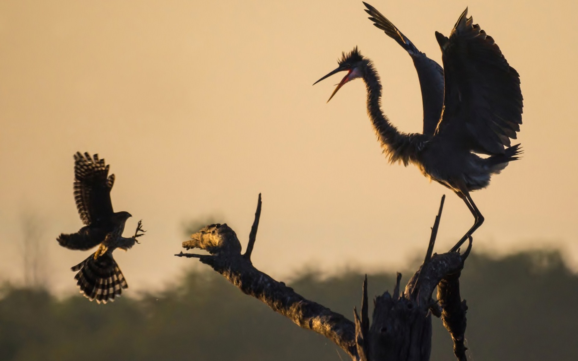 Laden Sie das Vogel, Vögel, Tiere-Bild kostenlos auf Ihren PC-Desktop herunter