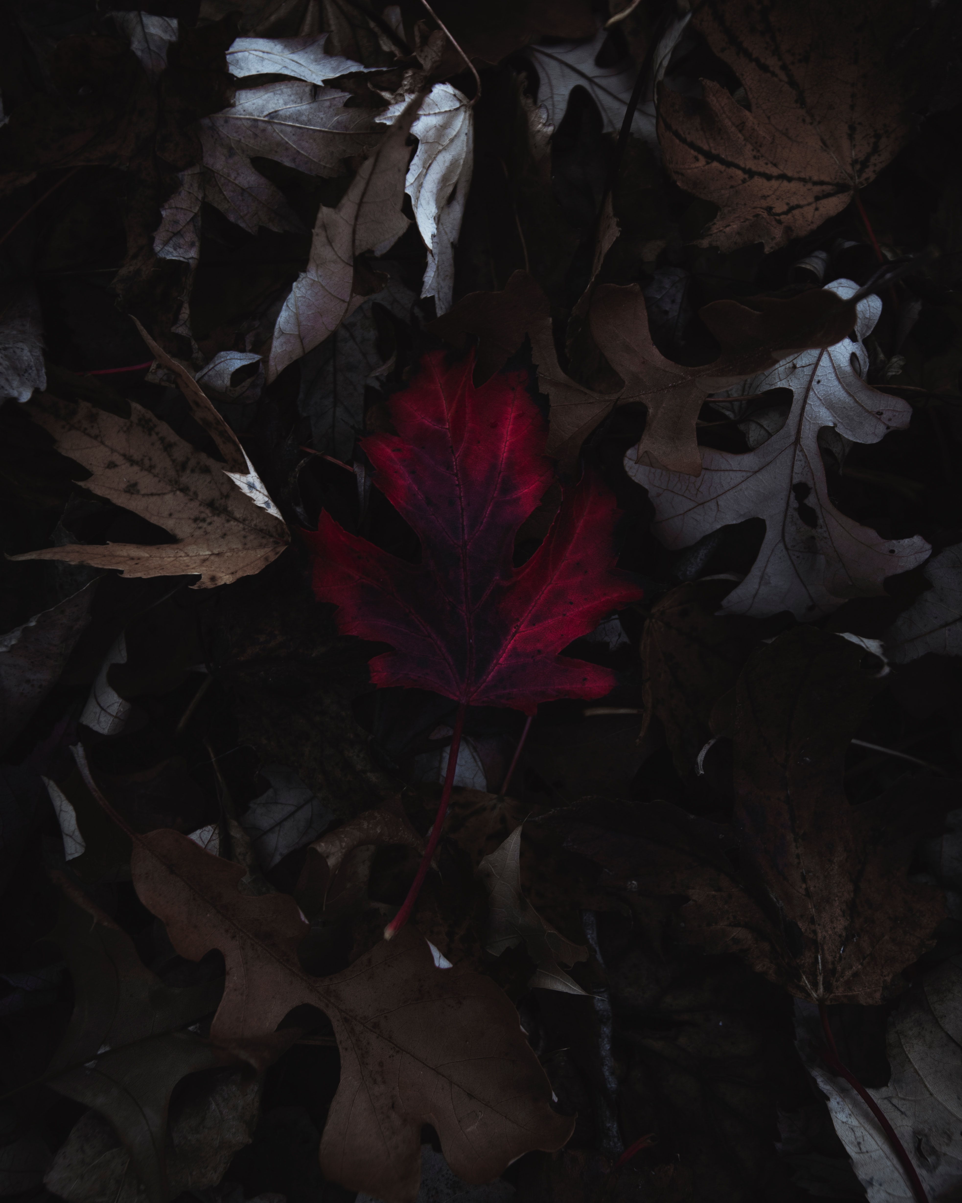 Download mobile wallpaper Autumn, Dry, Leaves, Macro for free.