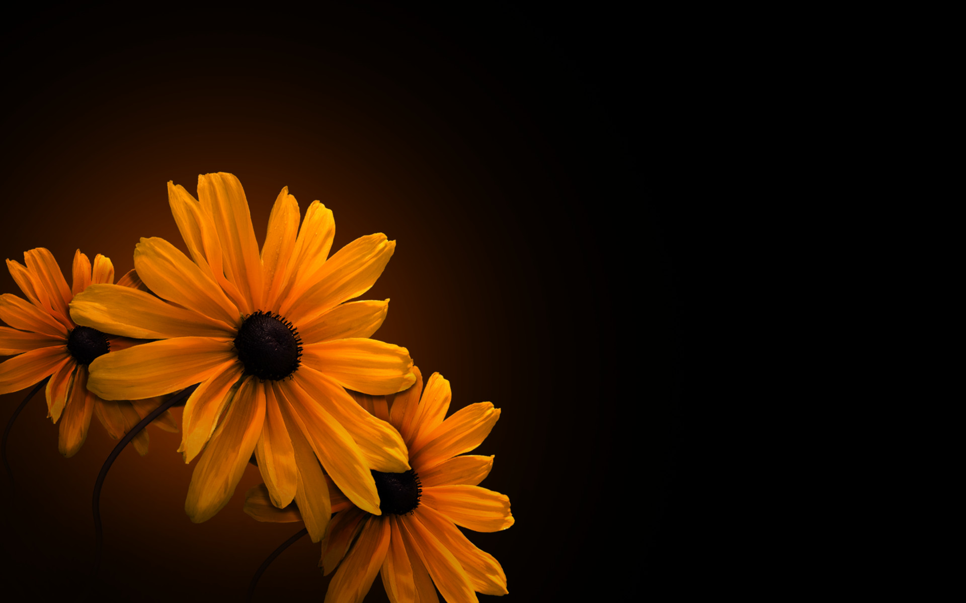 163461 descargar imagen flores, tierra/naturaleza, flor: fondos de pantalla y protectores de pantalla gratis