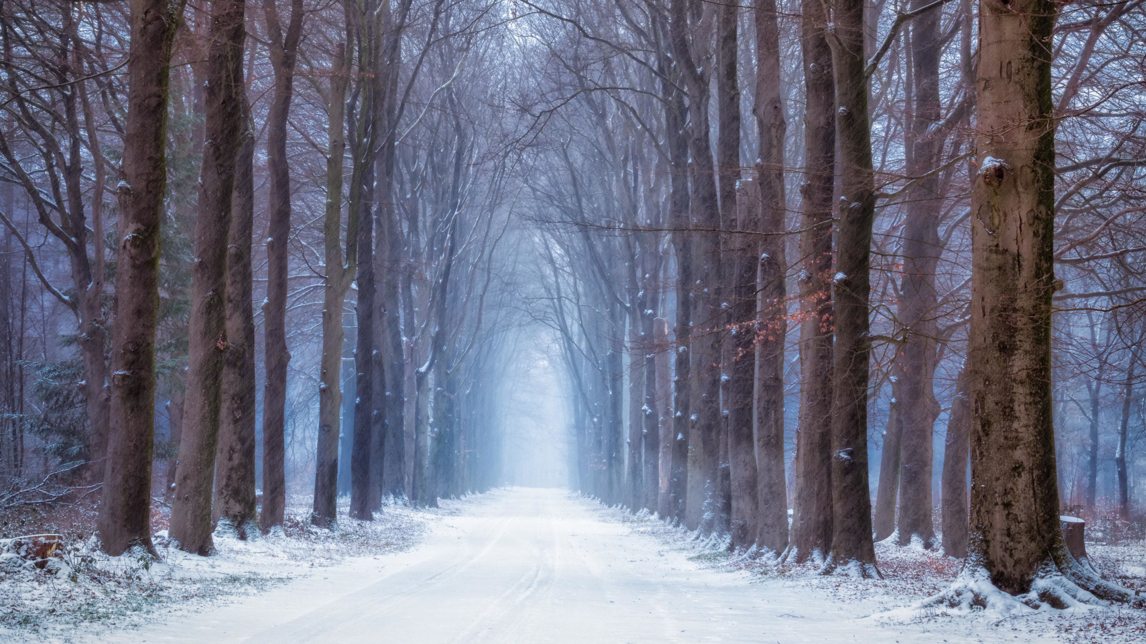 Download mobile wallpaper Winter, Road, Forest, Photography for free.