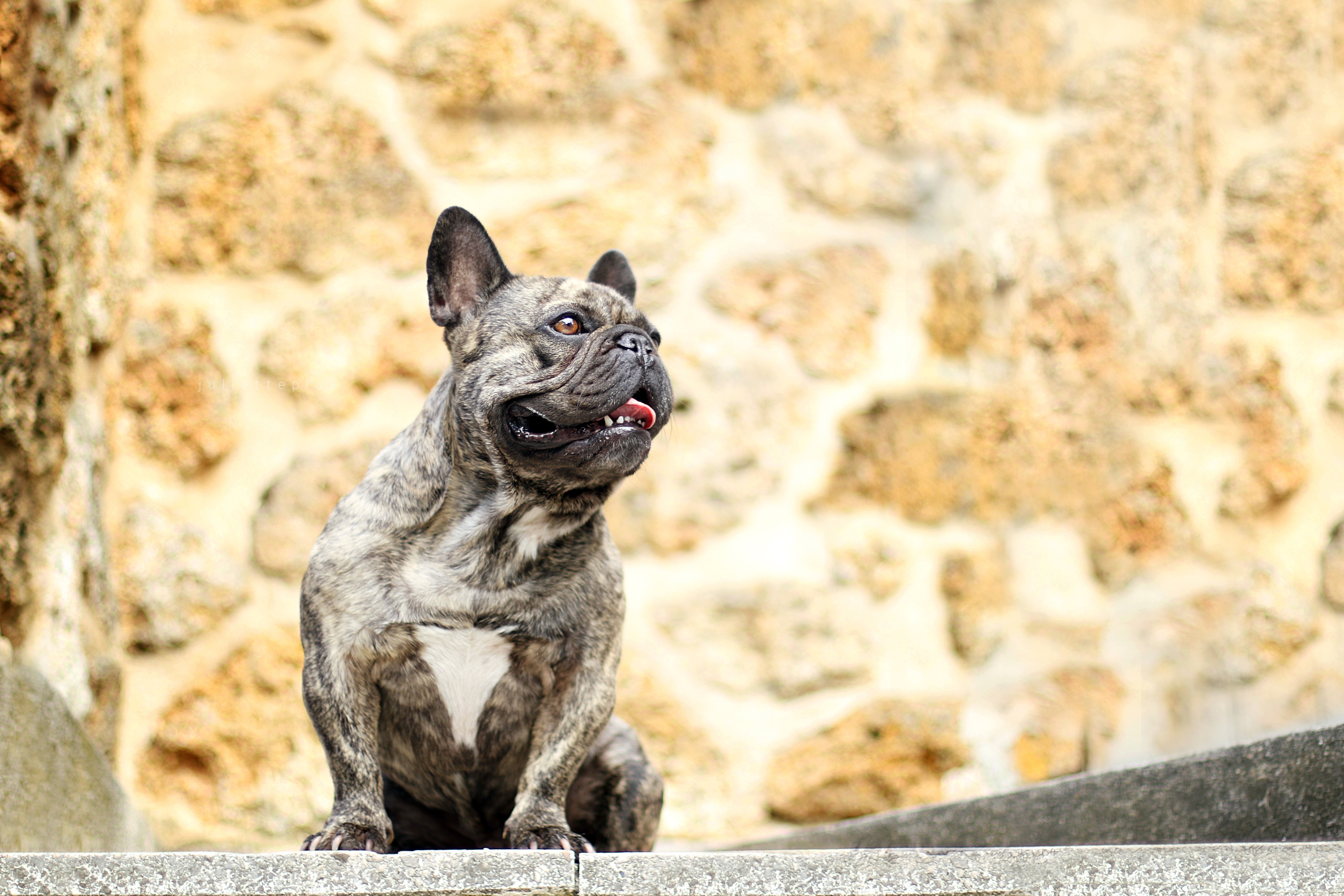 Handy-Wallpaper Tiere, Hunde, Hund, Französisch Bulldogge kostenlos herunterladen.