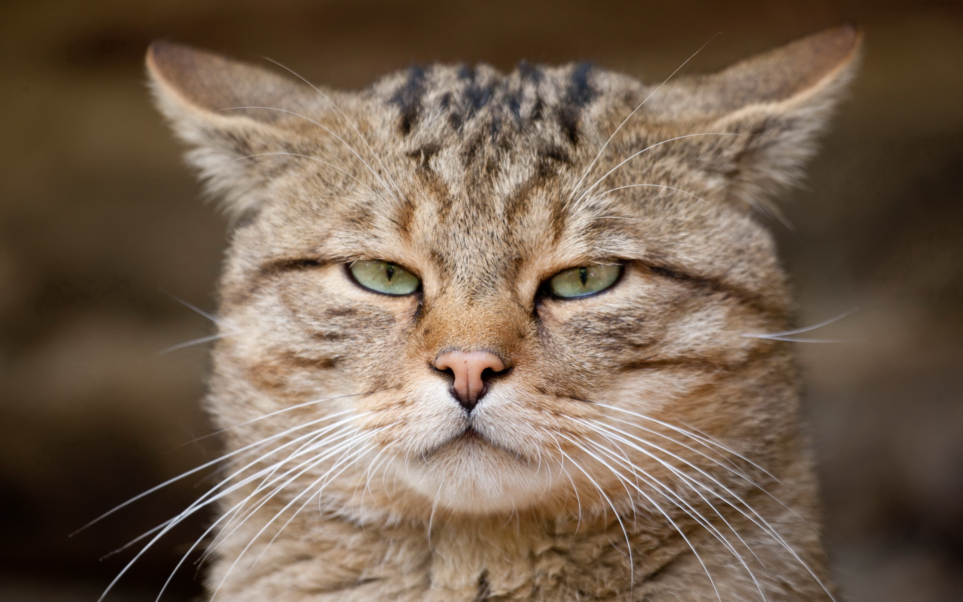 Handy-Wallpaper Tiere, Katzen, Katze kostenlos herunterladen.