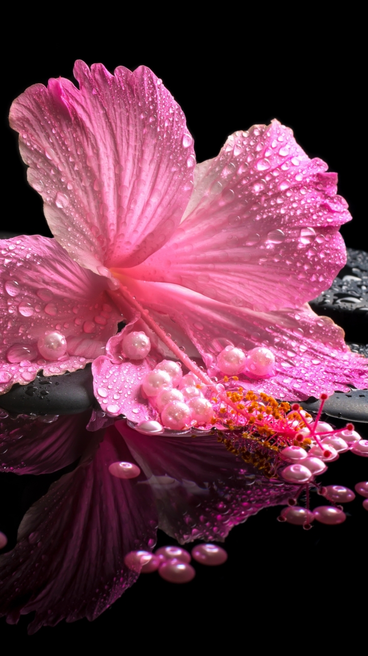 Download mobile wallpaper Still Life, Flower, Close Up, Pearl, Hibiscus, Photography, Pink Flower for free.