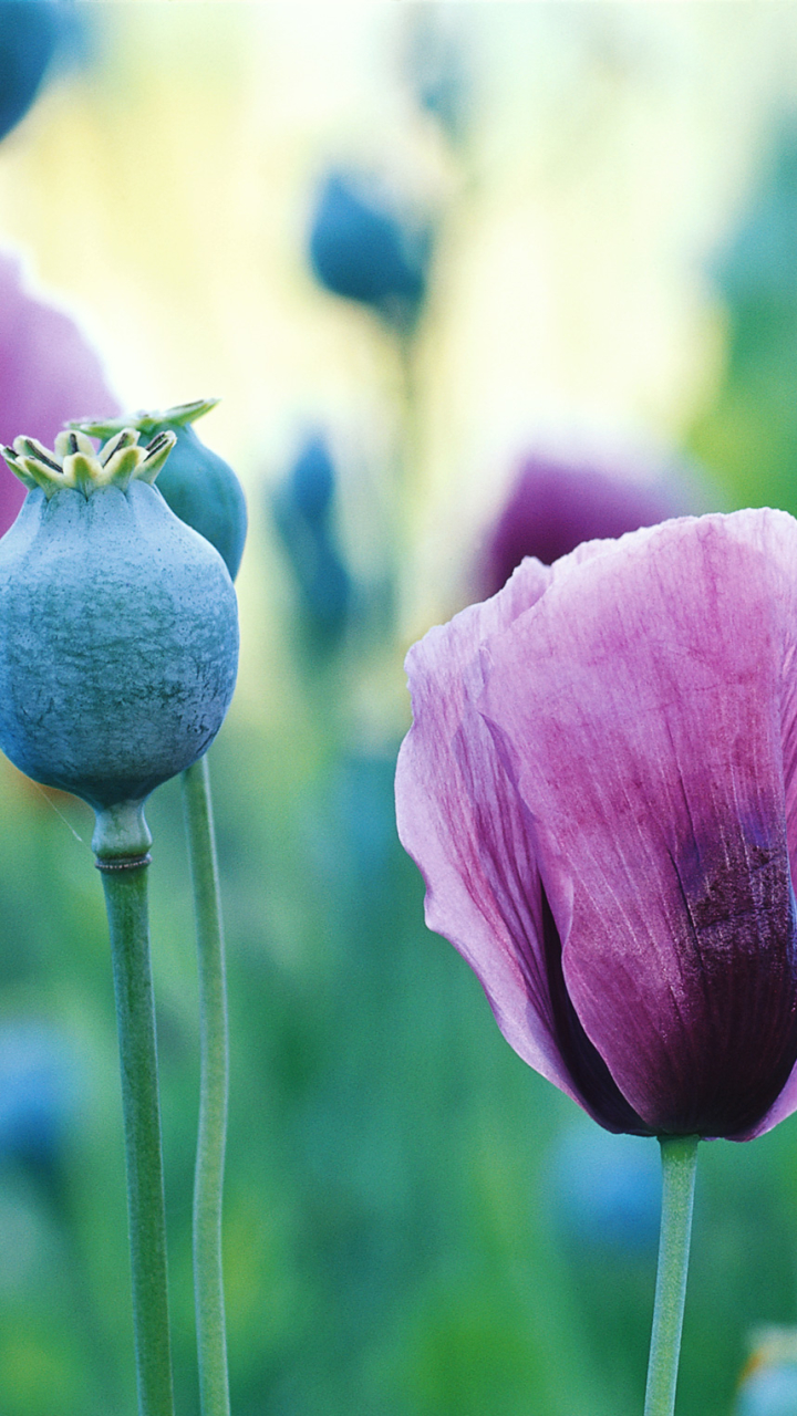 Handy-Wallpaper Blumen, Mohn, Erde/natur kostenlos herunterladen.