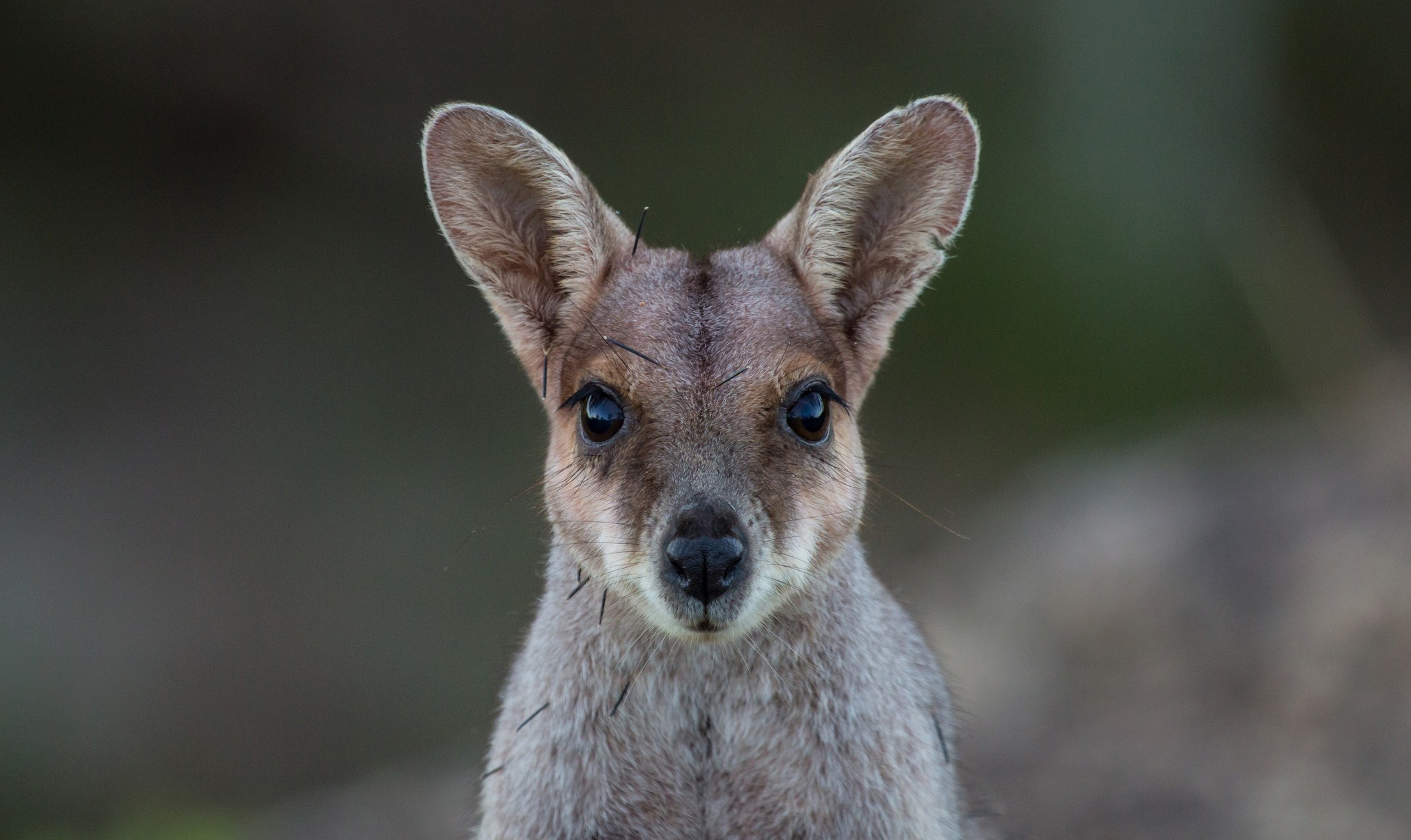 662805 baixar imagens animais, wallaby, canguru - papéis de parede e protetores de tela gratuitamente