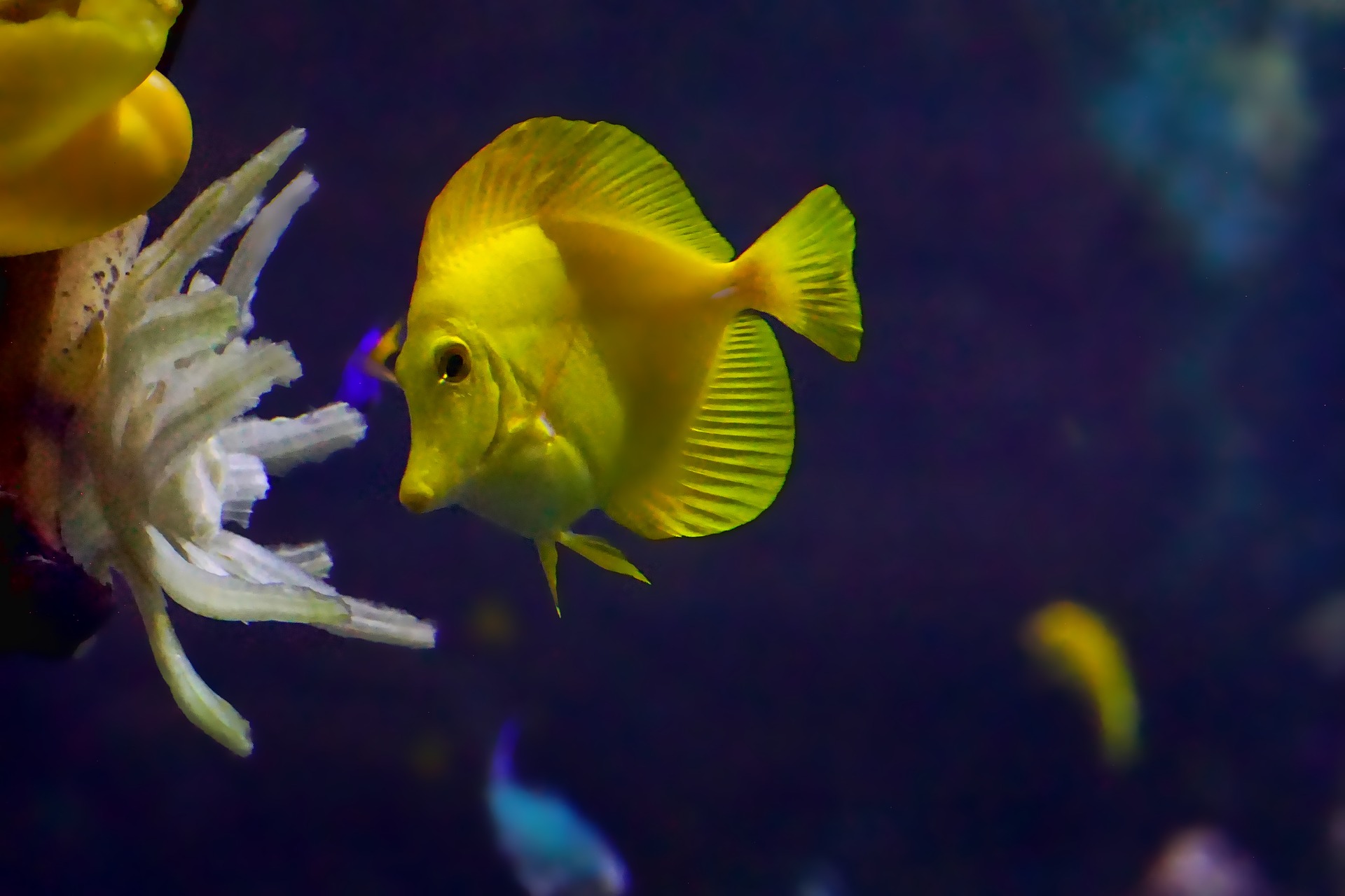 Free download wallpaper Animal, Fish, Tropical Fish on your PC desktop