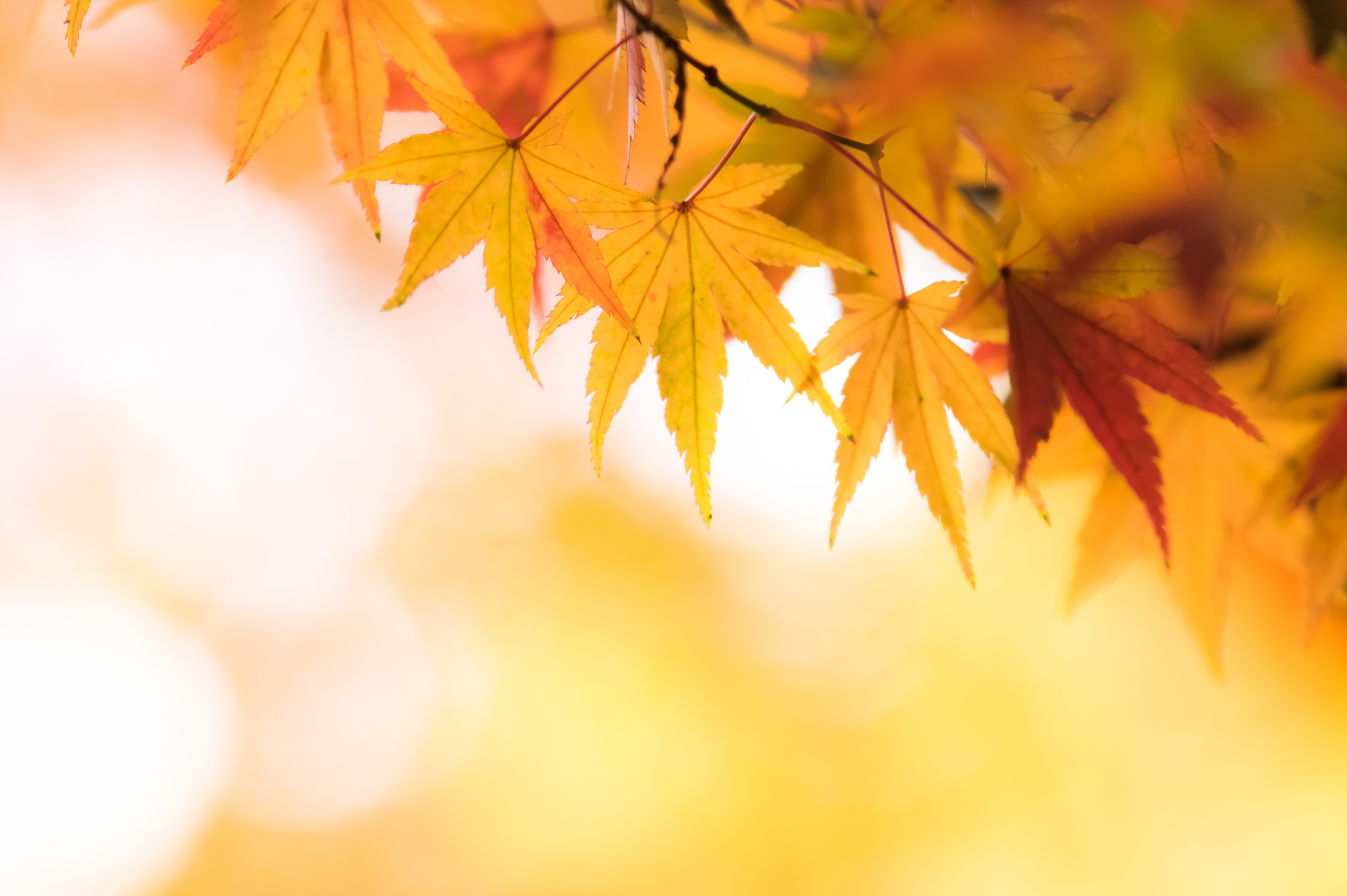 Download mobile wallpaper Nature, Macro, Blur, Leaf, Fall, Earth, Orange (Color) for free.
