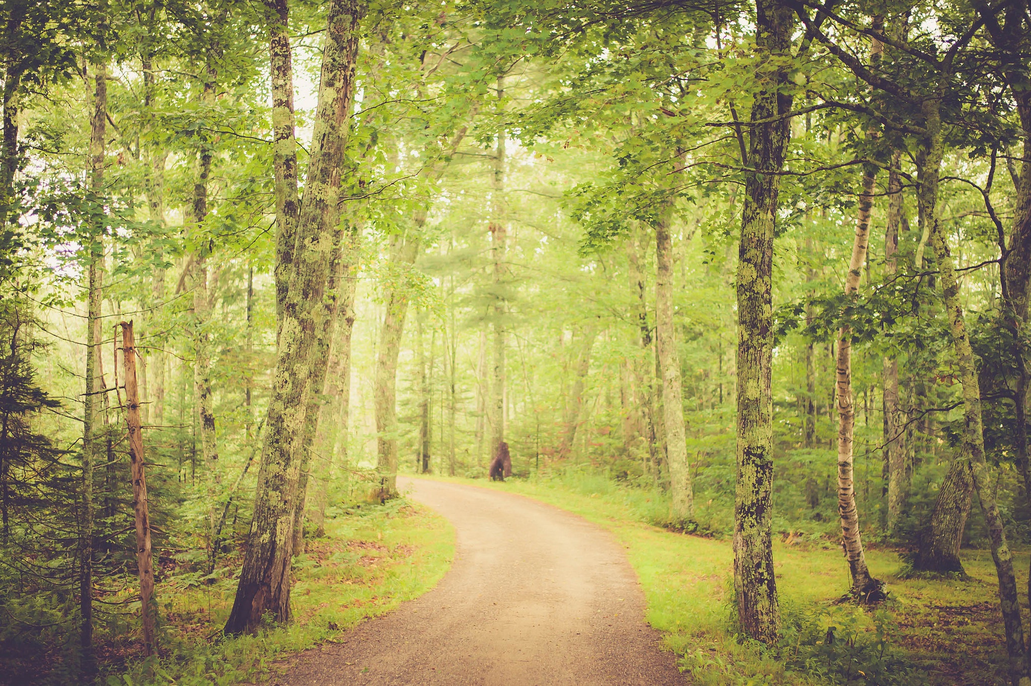 Download mobile wallpaper Nature, Road, Forest, Tree, Man Made for free.