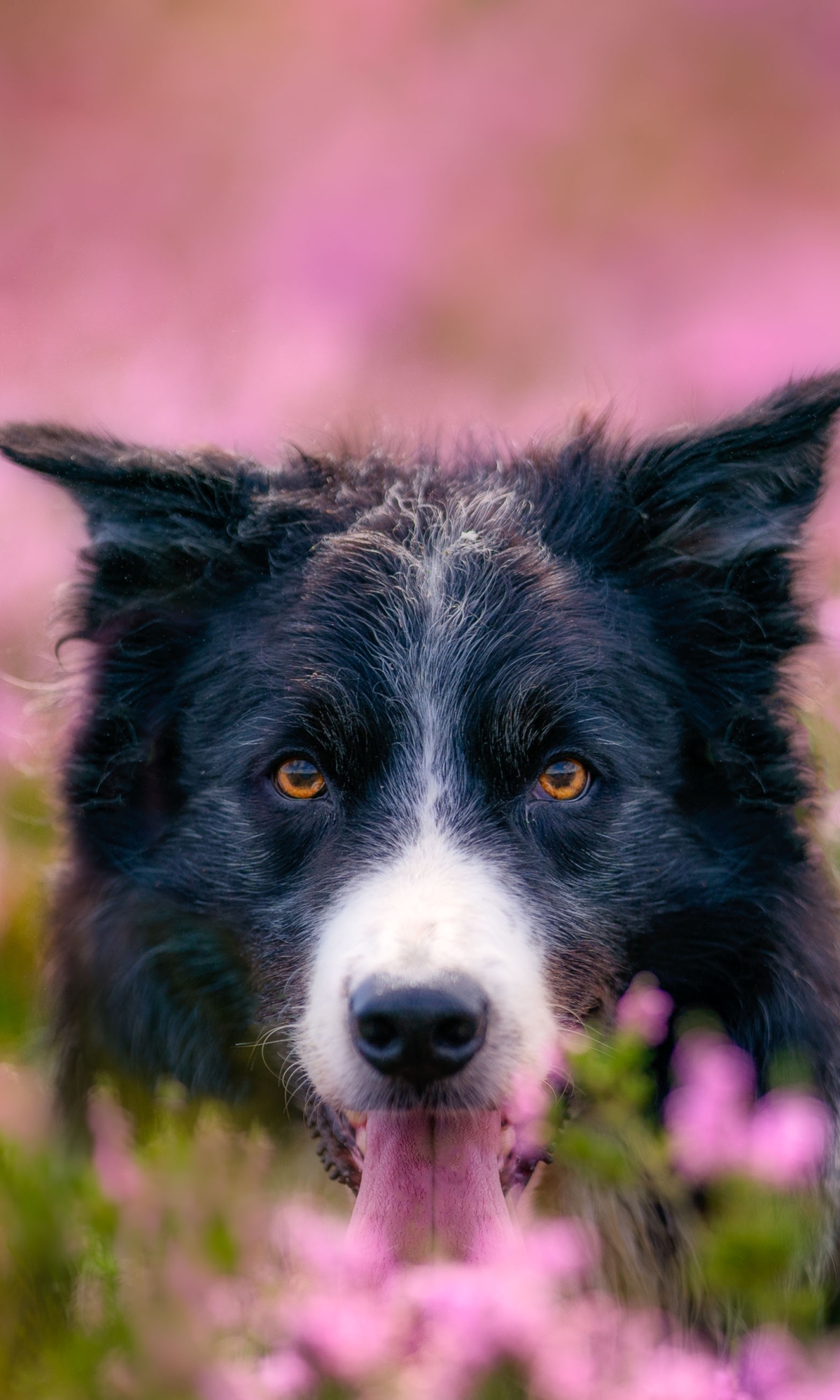 Download mobile wallpaper Dogs, Dog, Animal, Border Collie for free.