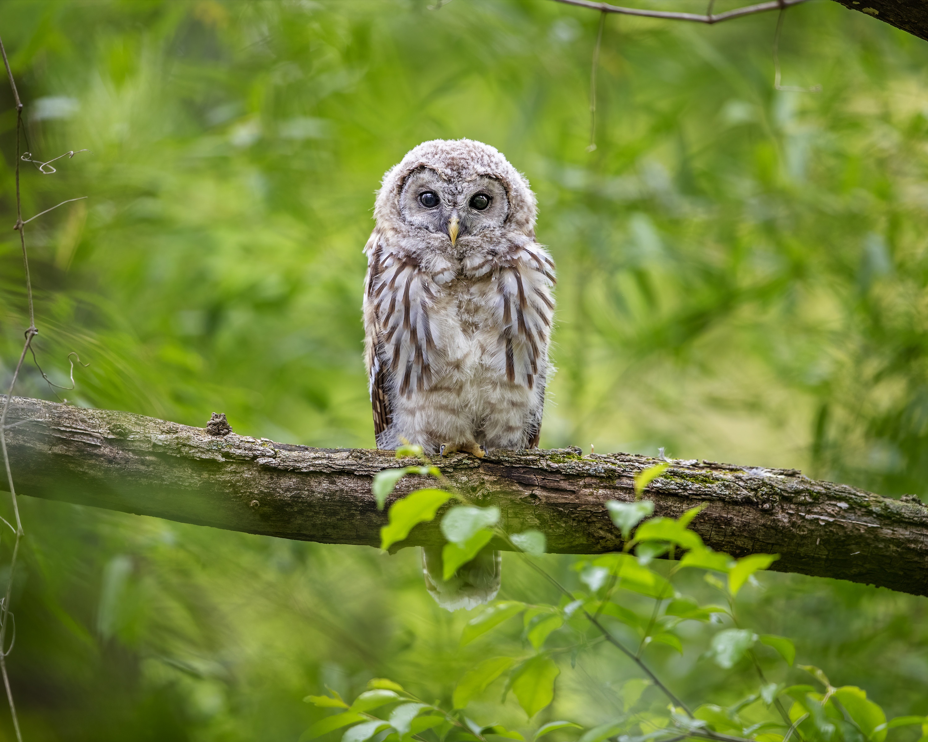 Descarga gratuita de fondo de pantalla para móvil de Animales, Búho, Aves.