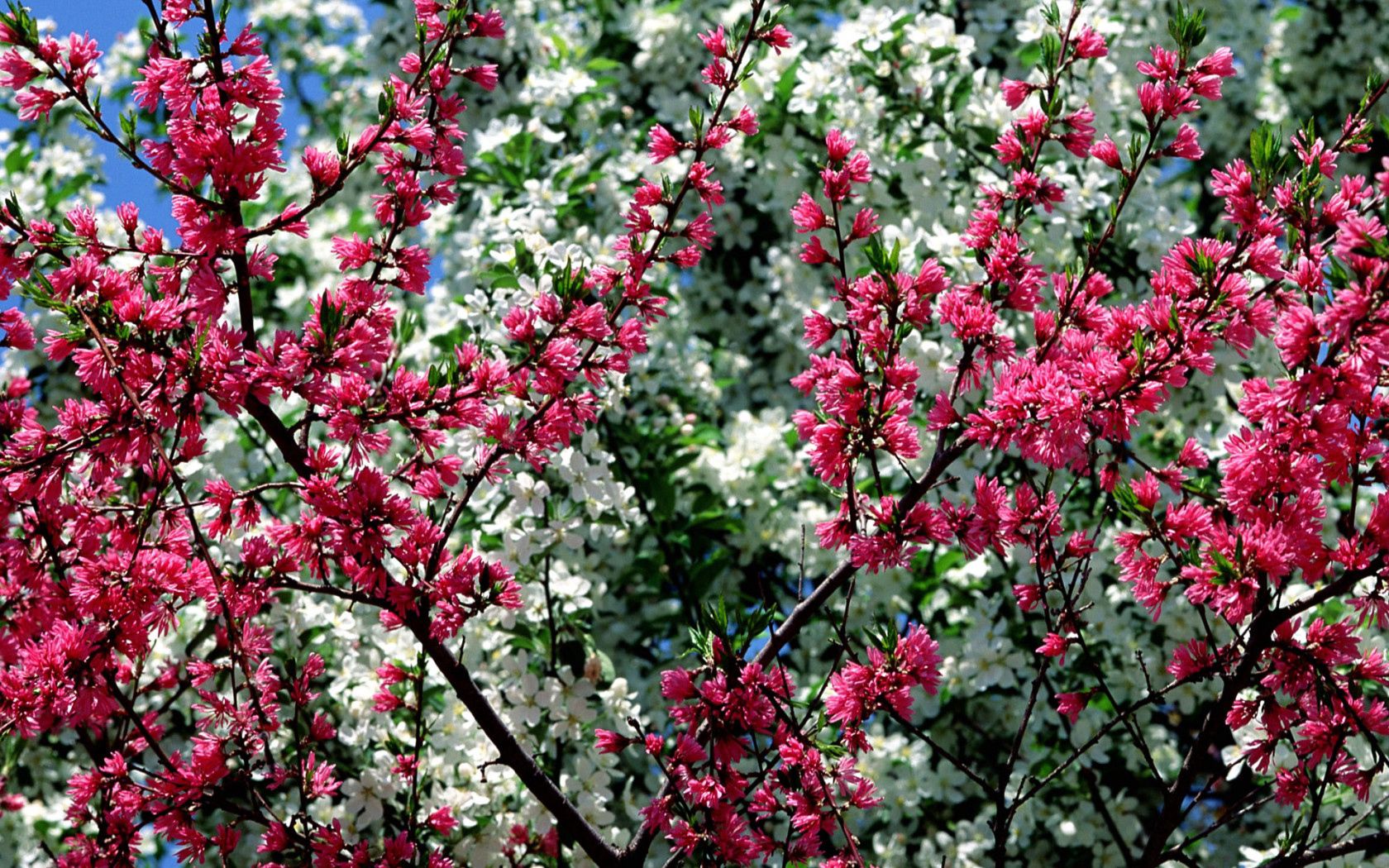 115119 descargar fondo de pantalla primavera, flores, cielo, rosa, blanco, sucursales, ramas, florecer, floración, rosado, estado animico, humor: protectores de pantalla e imágenes gratis