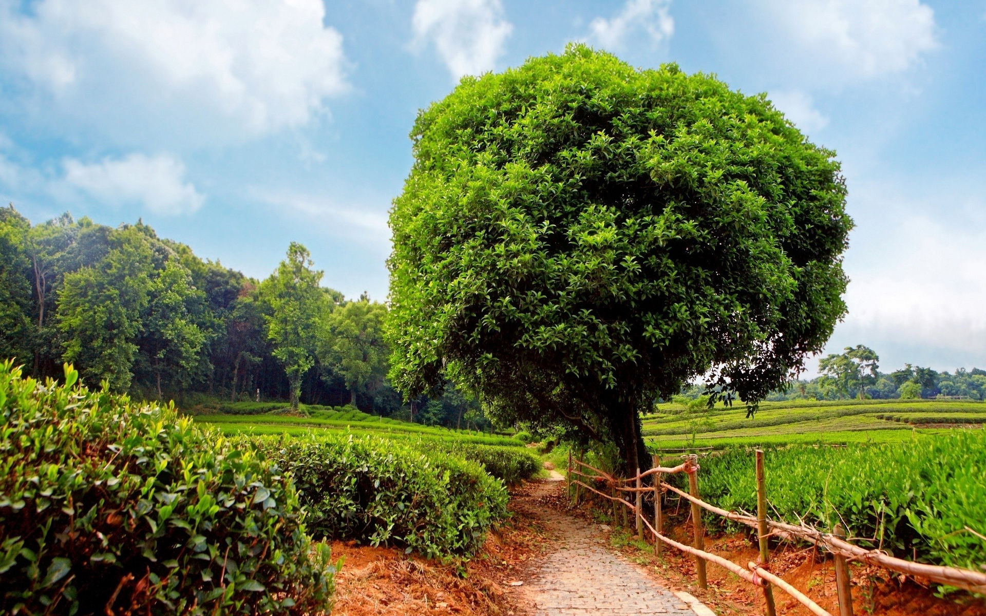 Téléchargez gratuitement l'image Arbre, Terre/nature sur le bureau de votre PC