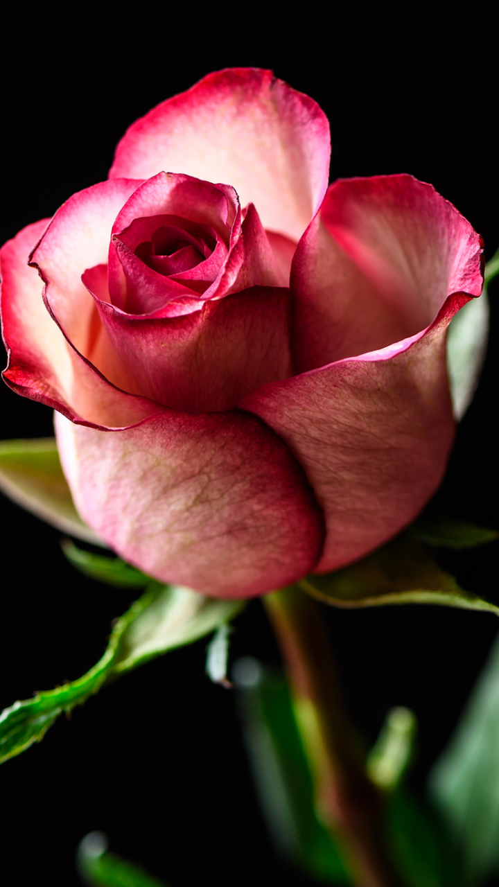 Скачати мобільні шпалери Квітка, Роза, Земля, Впритул, Рожева Квітка, Бутон Троянди, Флауерзи безкоштовно.