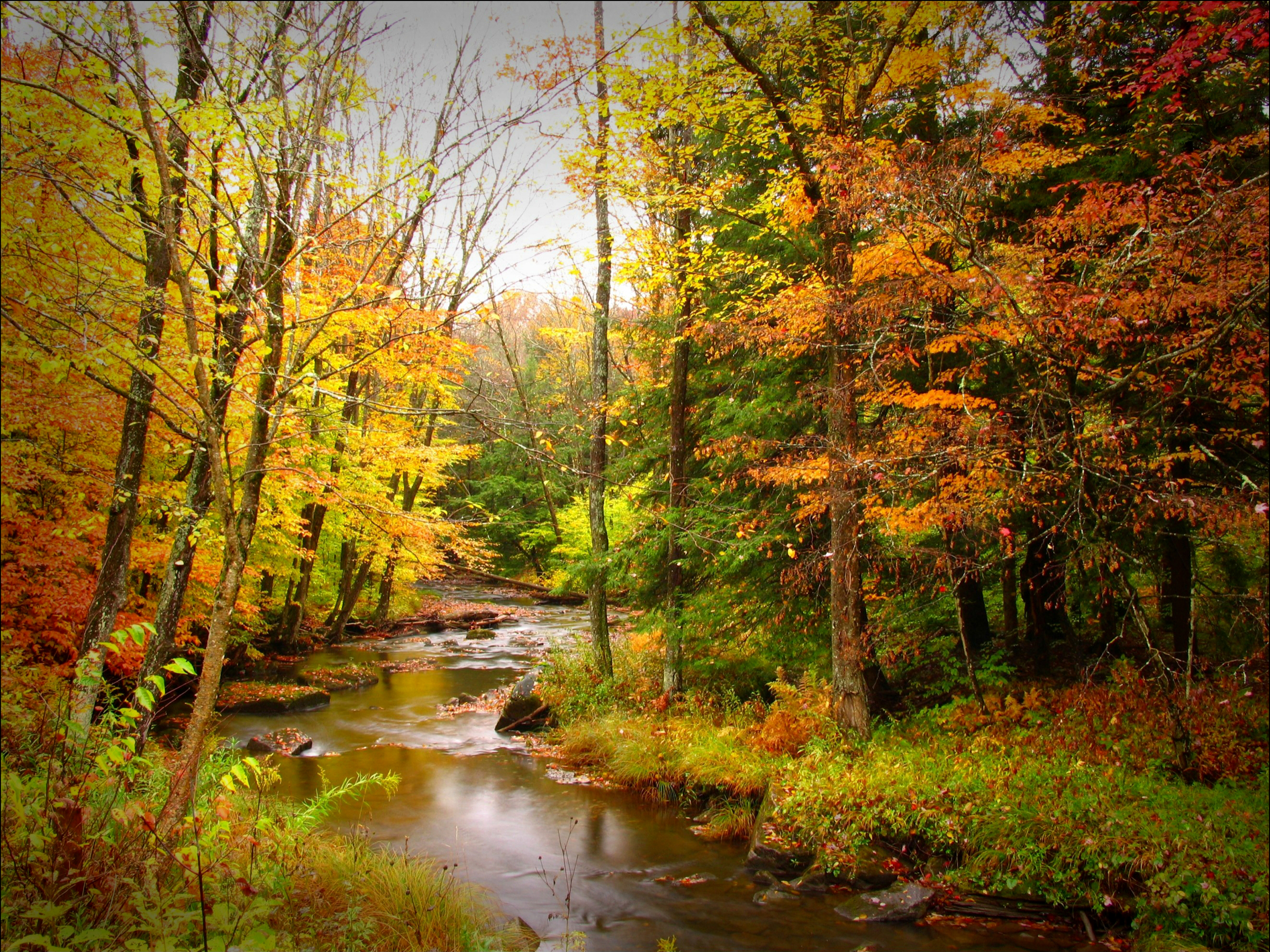 Скачать картинку Природа, Река, Осень, Дерево, Земля/природа в телефон бесплатно.