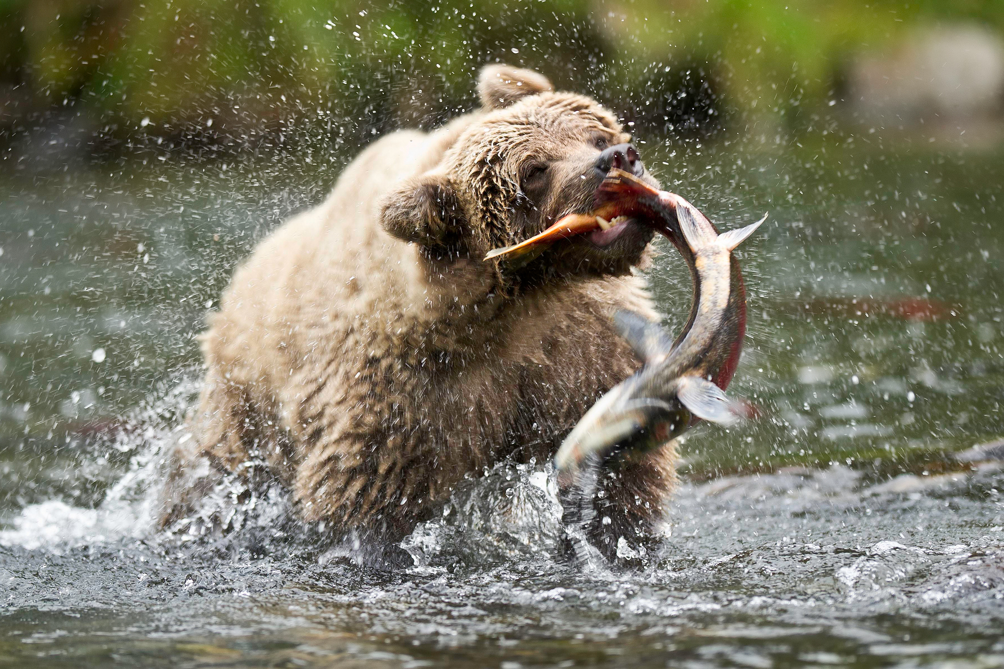 281651 baixar imagens animais, urso, alasca, ursos - papéis de parede e protetores de tela gratuitamente
