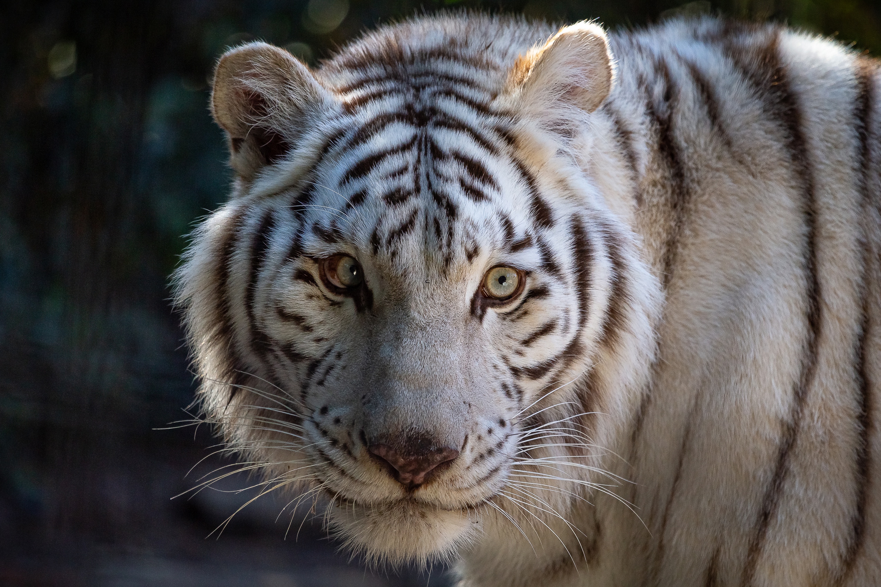 Baixe gratuitamente a imagem Animais, Gatos, Tigre Branco na área de trabalho do seu PC