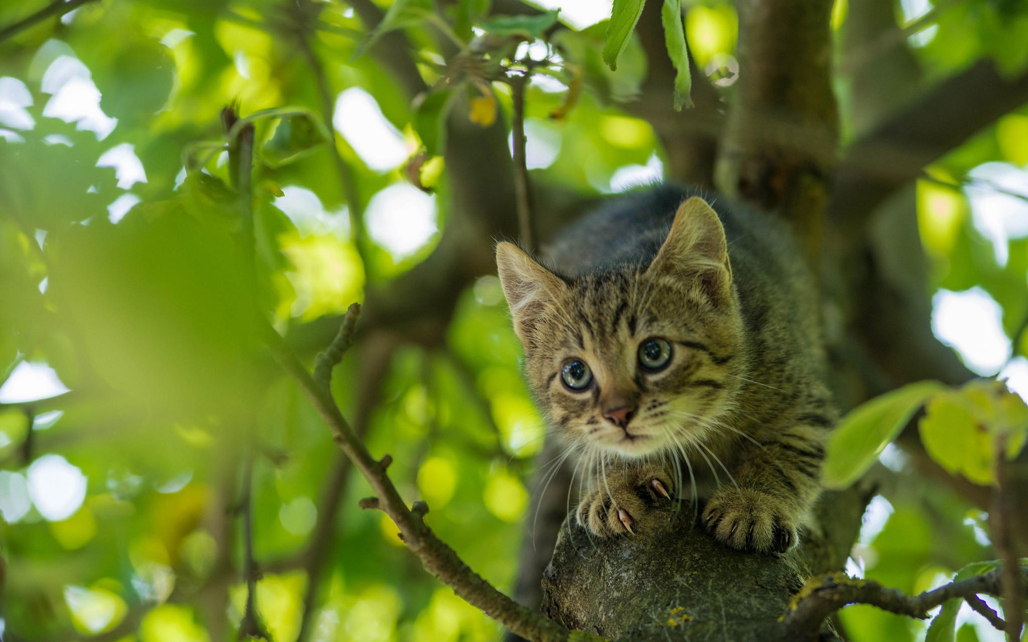 PCデスクトップに動物, ネコ, 猫画像を無料でダウンロード