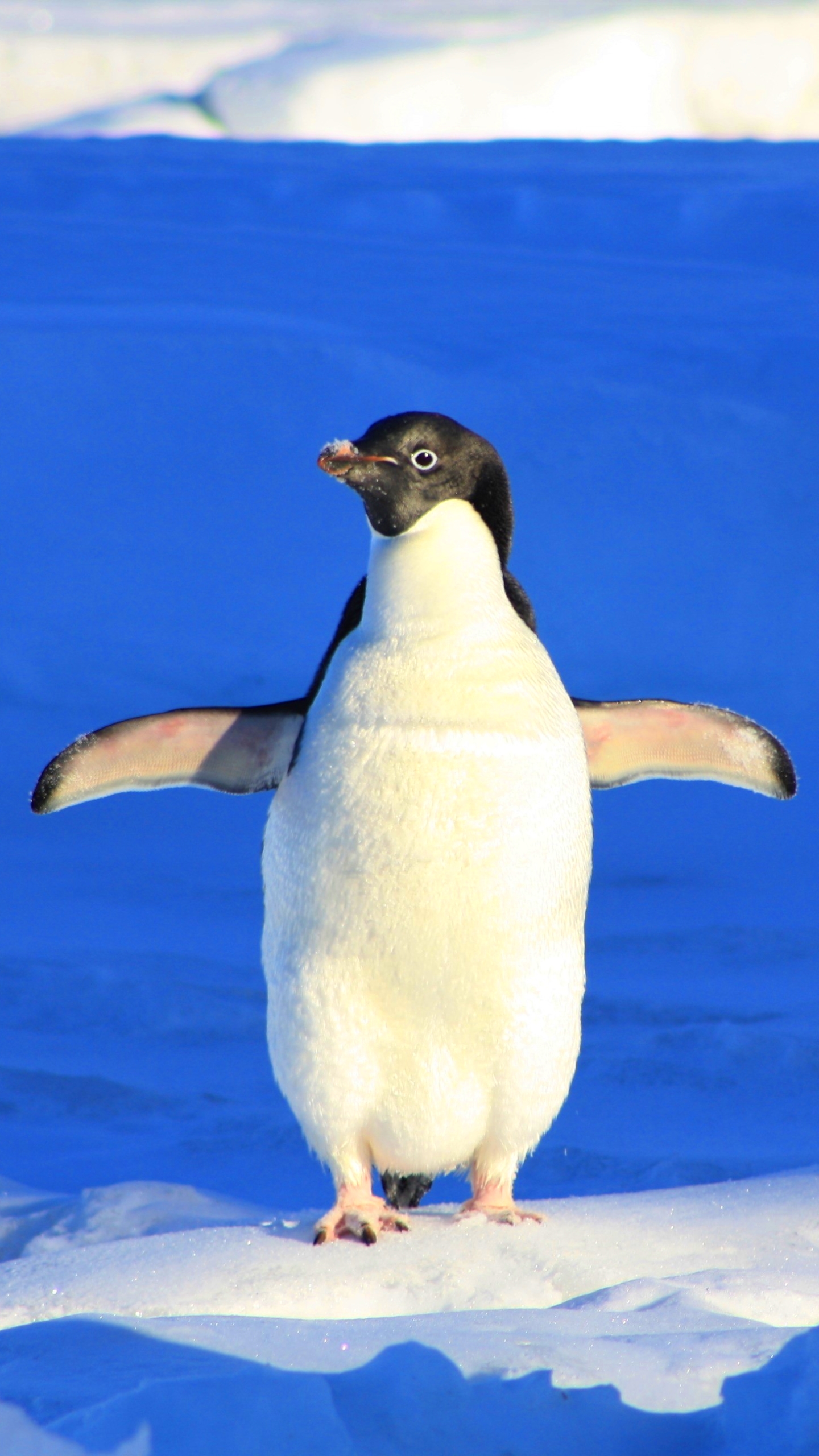 Descarga gratis la imagen Animales, Nieve, Pingüino, Aves, Bebe Animal, Pingüino Adelia en el escritorio de tu PC