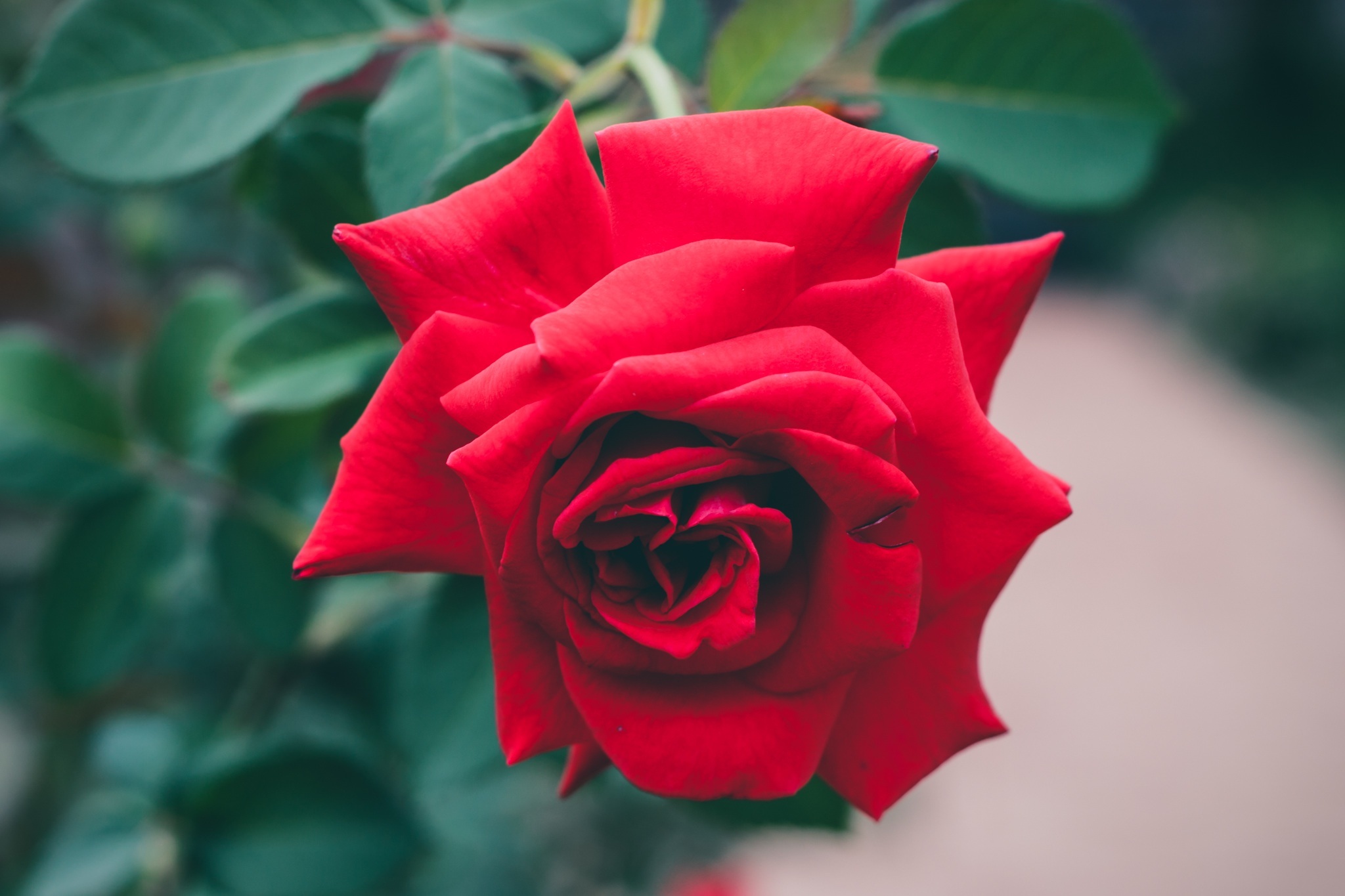 Téléchargez des papiers peints mobile Macro, Buisson, Bourgeon, Fleur, Rose, Une Rose gratuitement.
