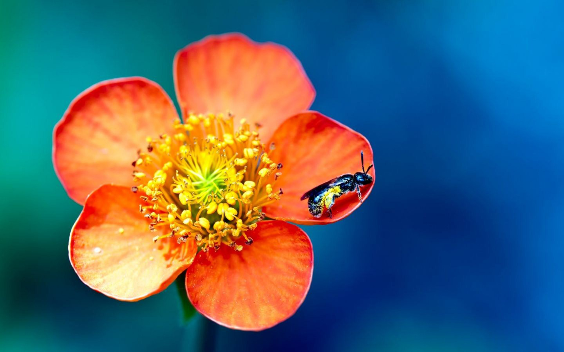 Téléchargez gratuitement l'image Fleurs, Fleur, Terre/nature sur le bureau de votre PC