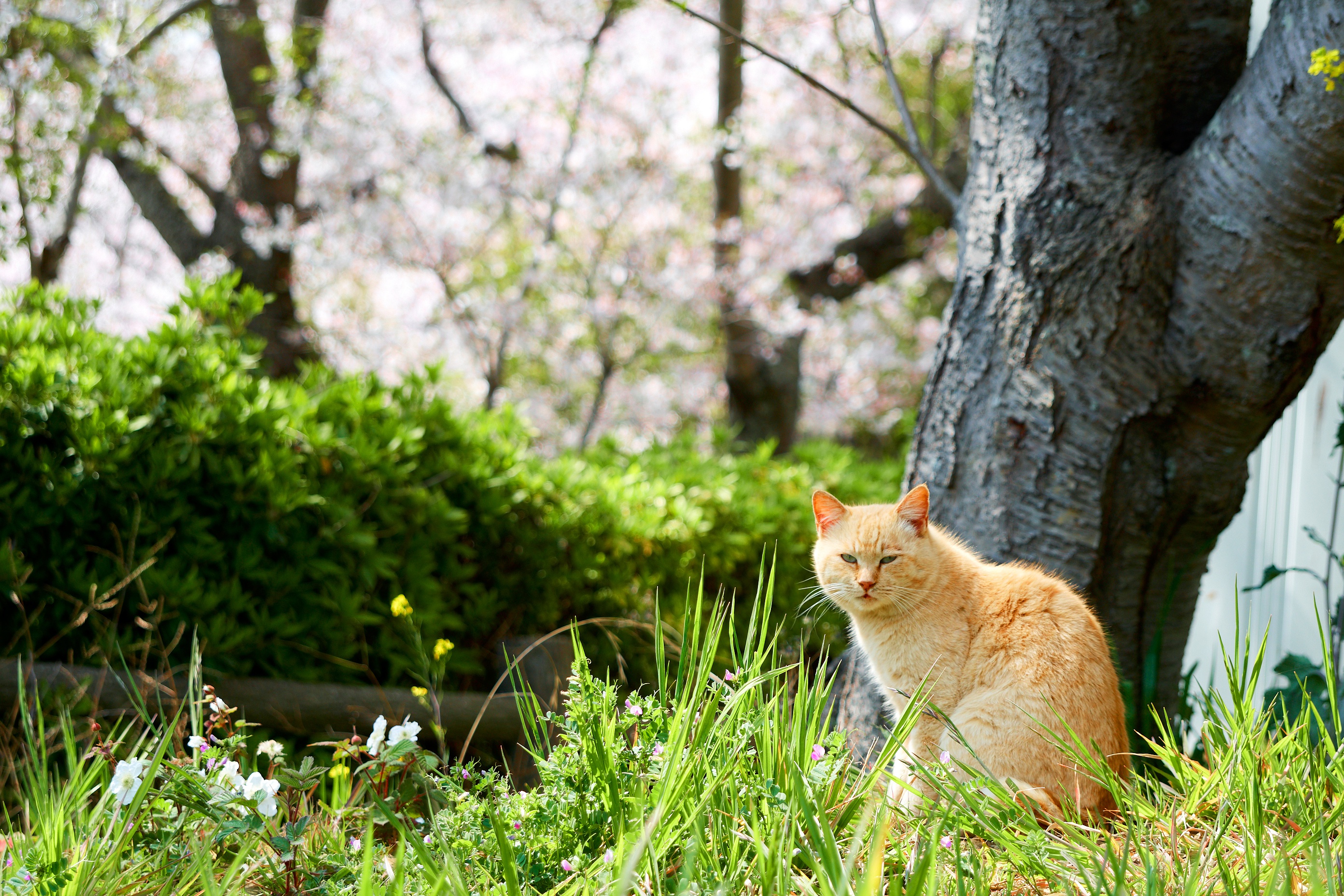 無料モバイル壁紙ネコ, 猫, 動物をダウンロードします。