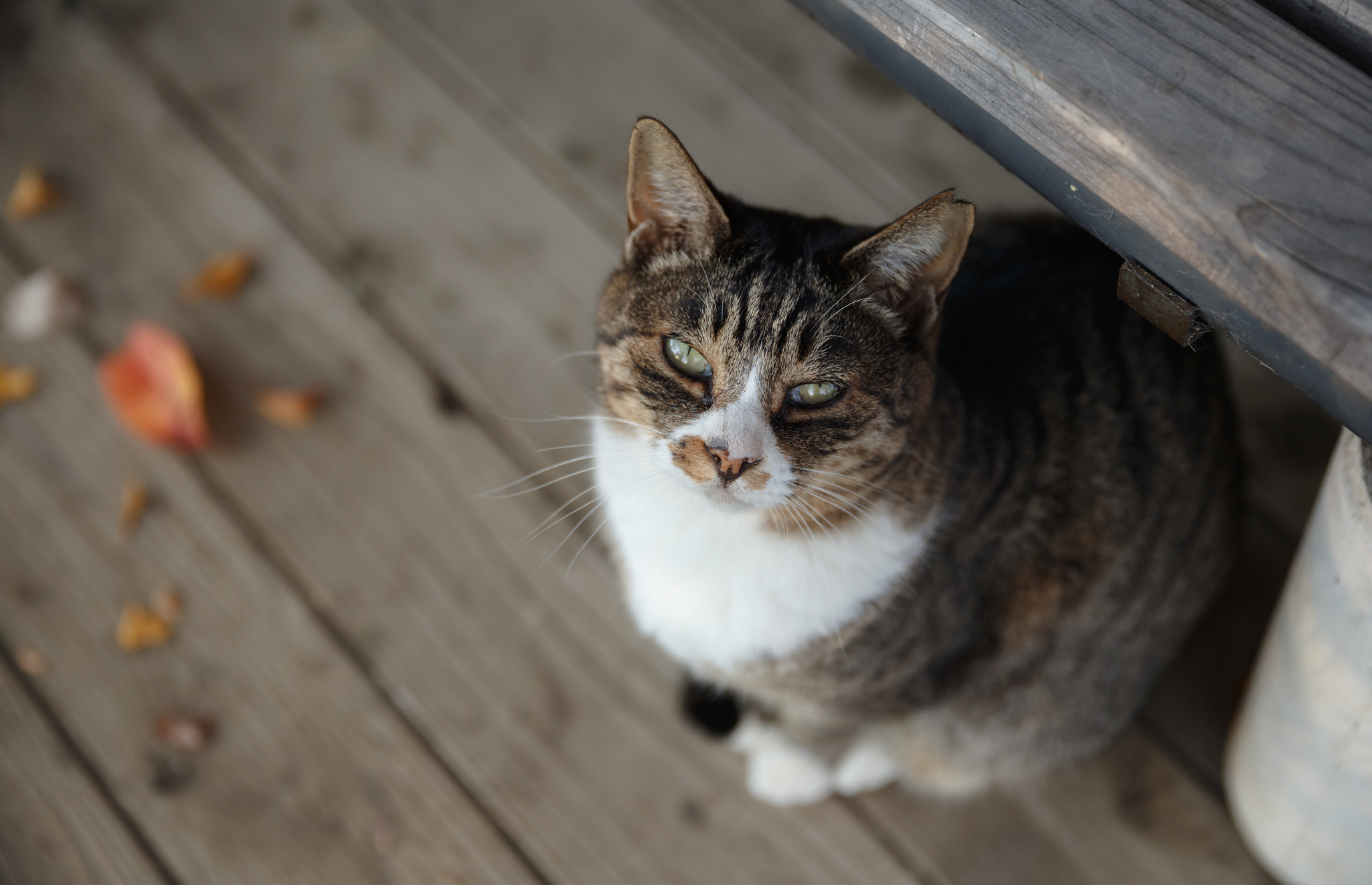 Baixe gratuitamente a imagem Animais, Gatos, Gato na área de trabalho do seu PC