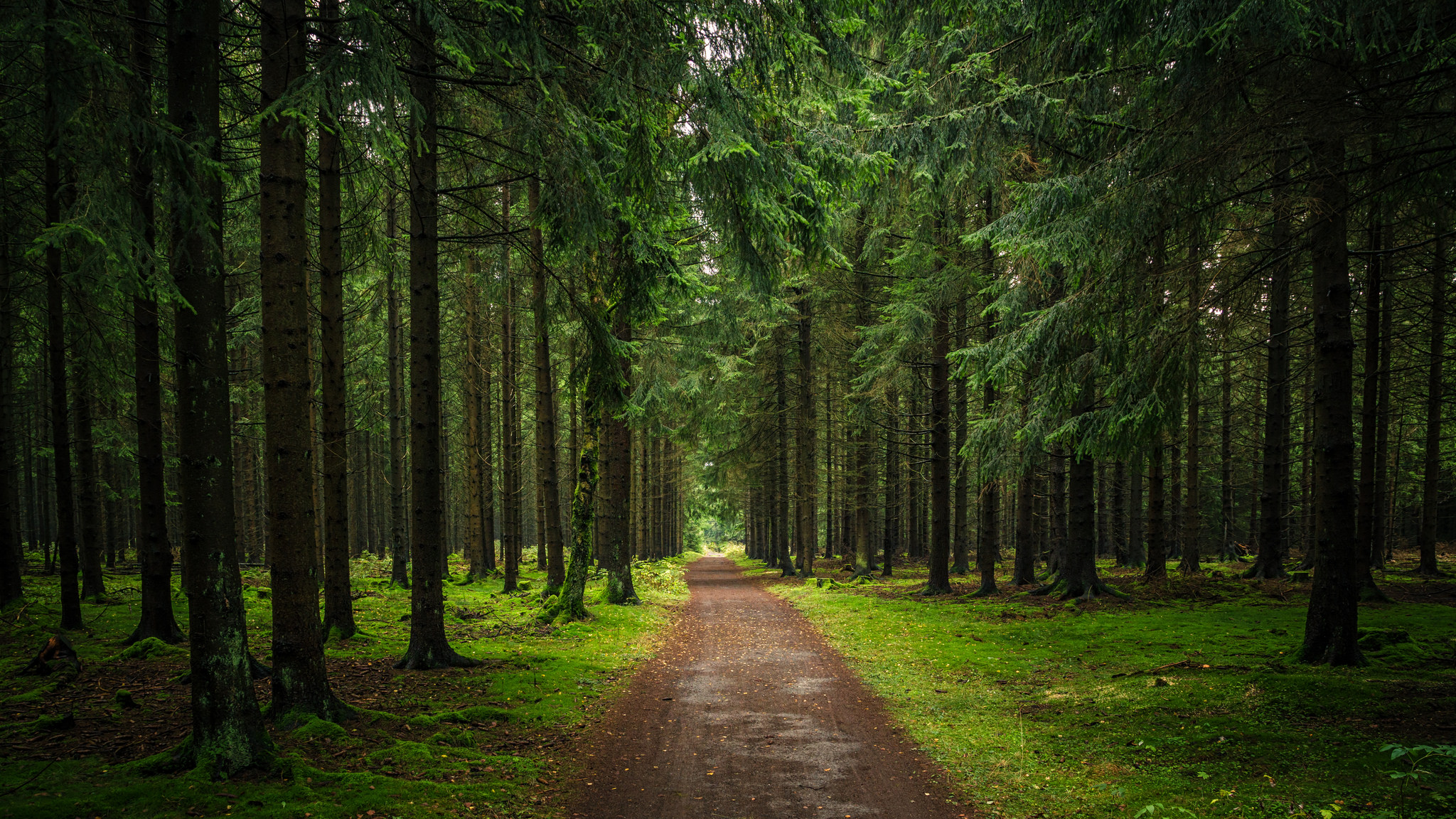 Free download wallpaper Road, Forest, Tree, Earth, Path, Dirt Road on your PC desktop