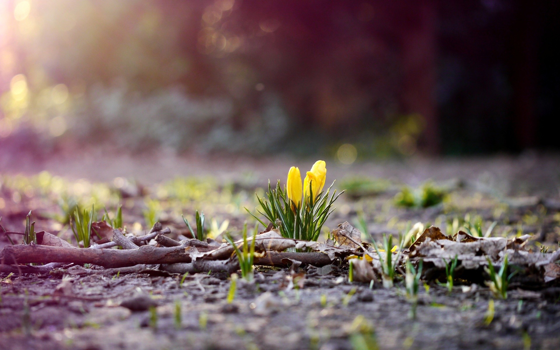 Free download wallpaper Flower, Earth, Crocus on your PC desktop