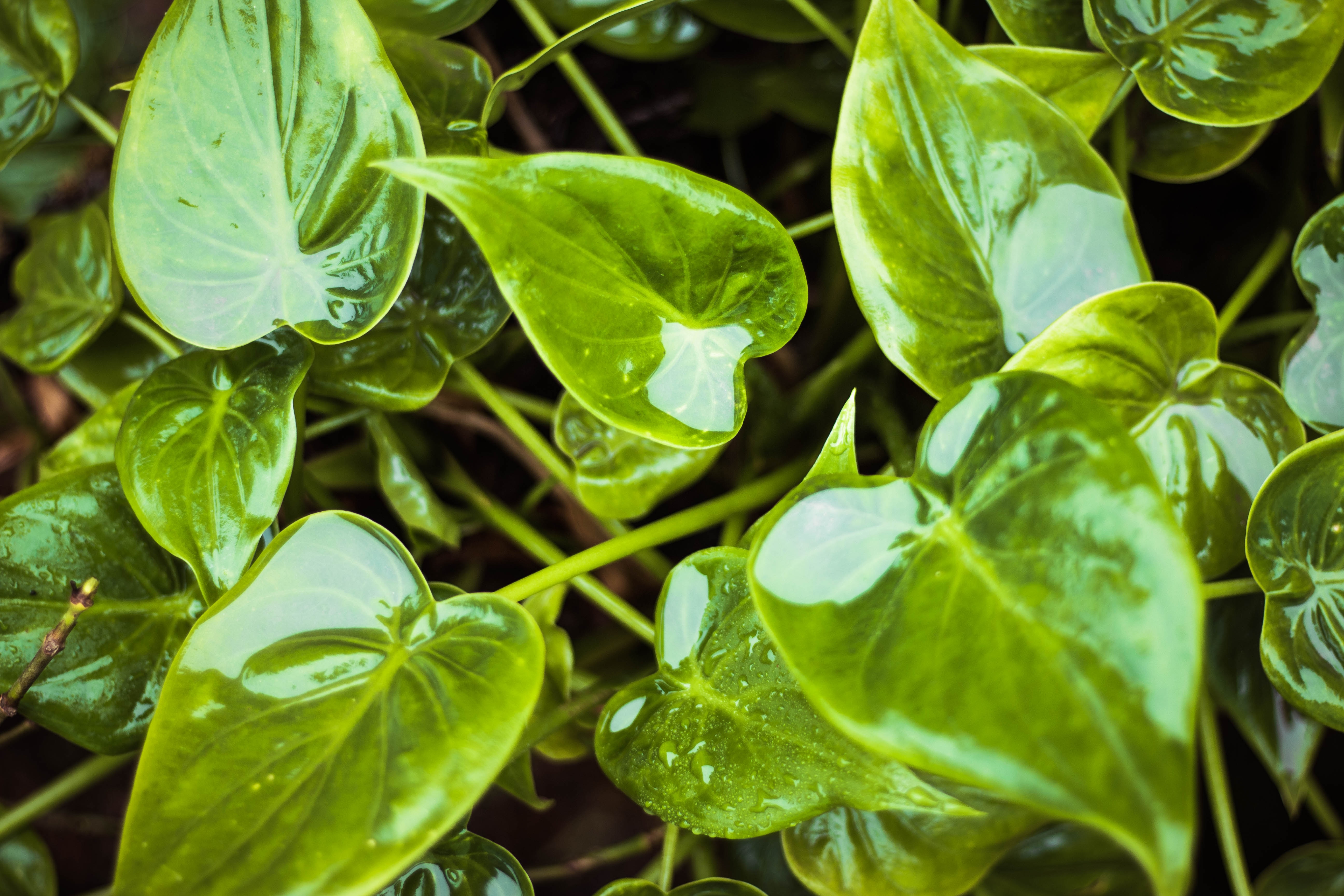 Free download wallpaper Water, Macro, Wet, Leaves, Plant on your PC desktop