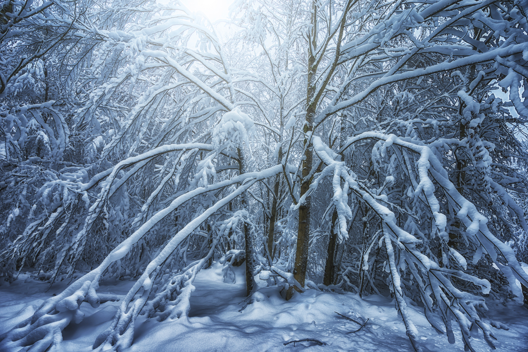 Téléchargez gratuitement l'image Hiver, Arbre, Branche, Terre/nature, Neiger sur le bureau de votre PC