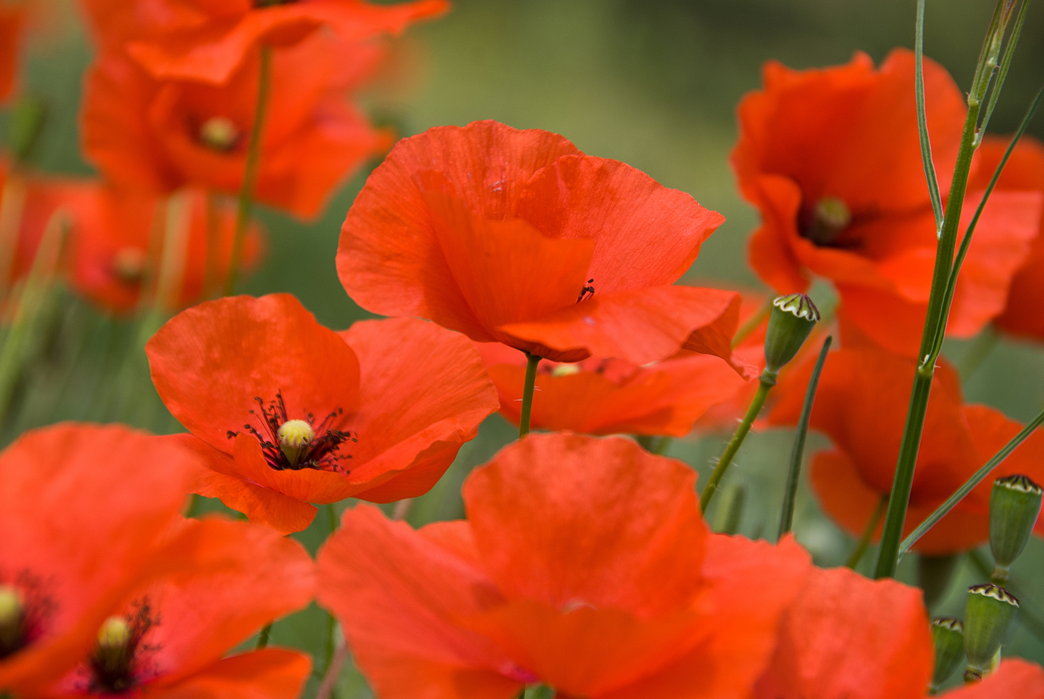 Download mobile wallpaper Nature, Flowers, Flower, Close Up, Earth, Poppy, Orange Flower for free.
