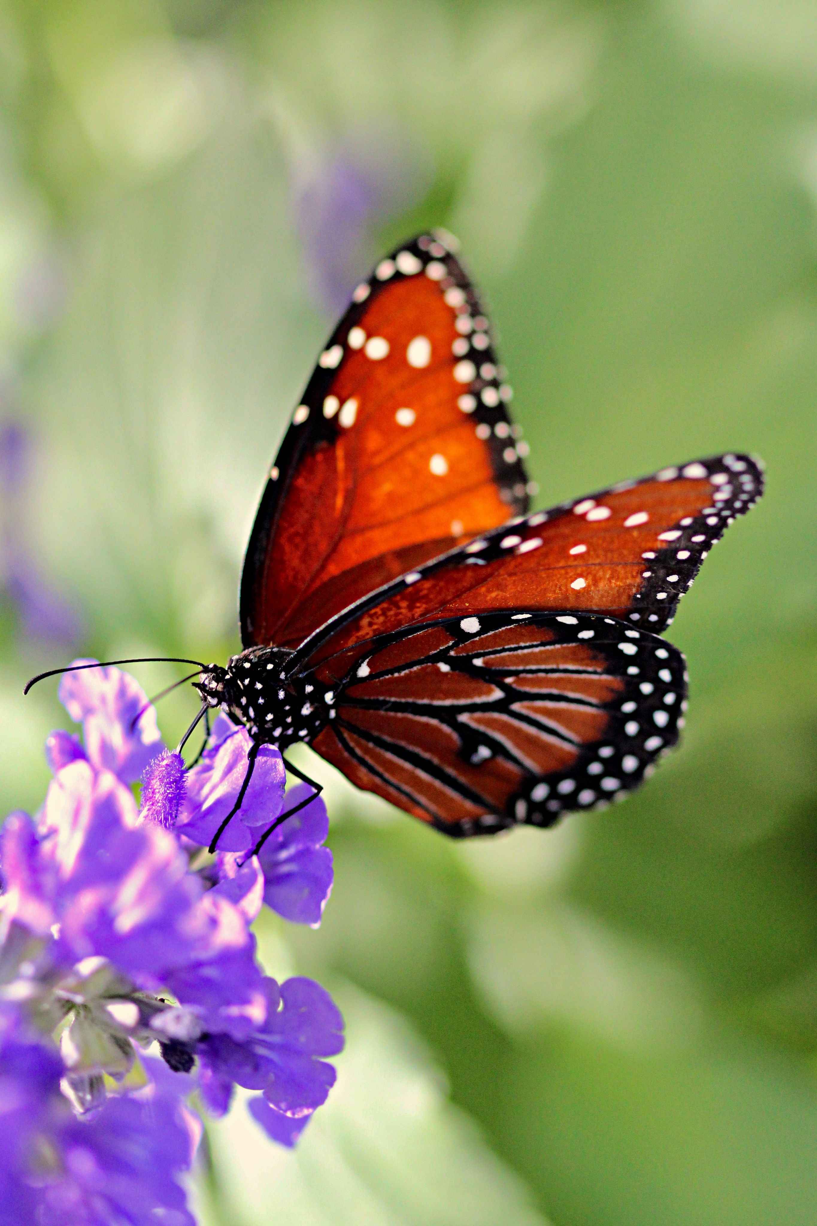 Скачать картинку Бабочка, Крылья, Животные, Узор, Цветок в телефон бесплатно.